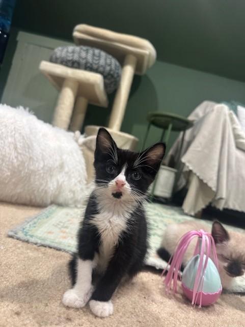 Enlarge William, an adopted Domestic Short Hair in Ambler, PA image 1/4