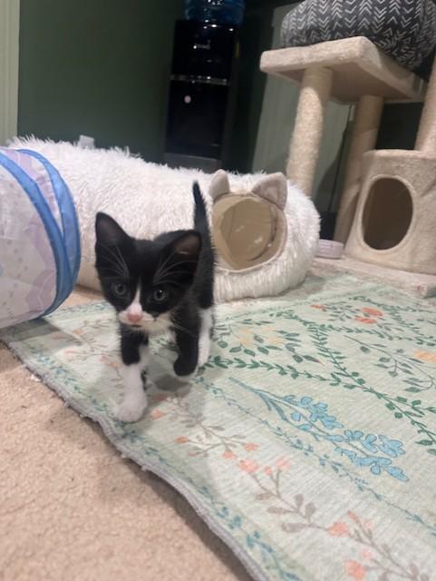 Enlarge William, an adopted Domestic Short Hair in Ambler, PA image 2/4