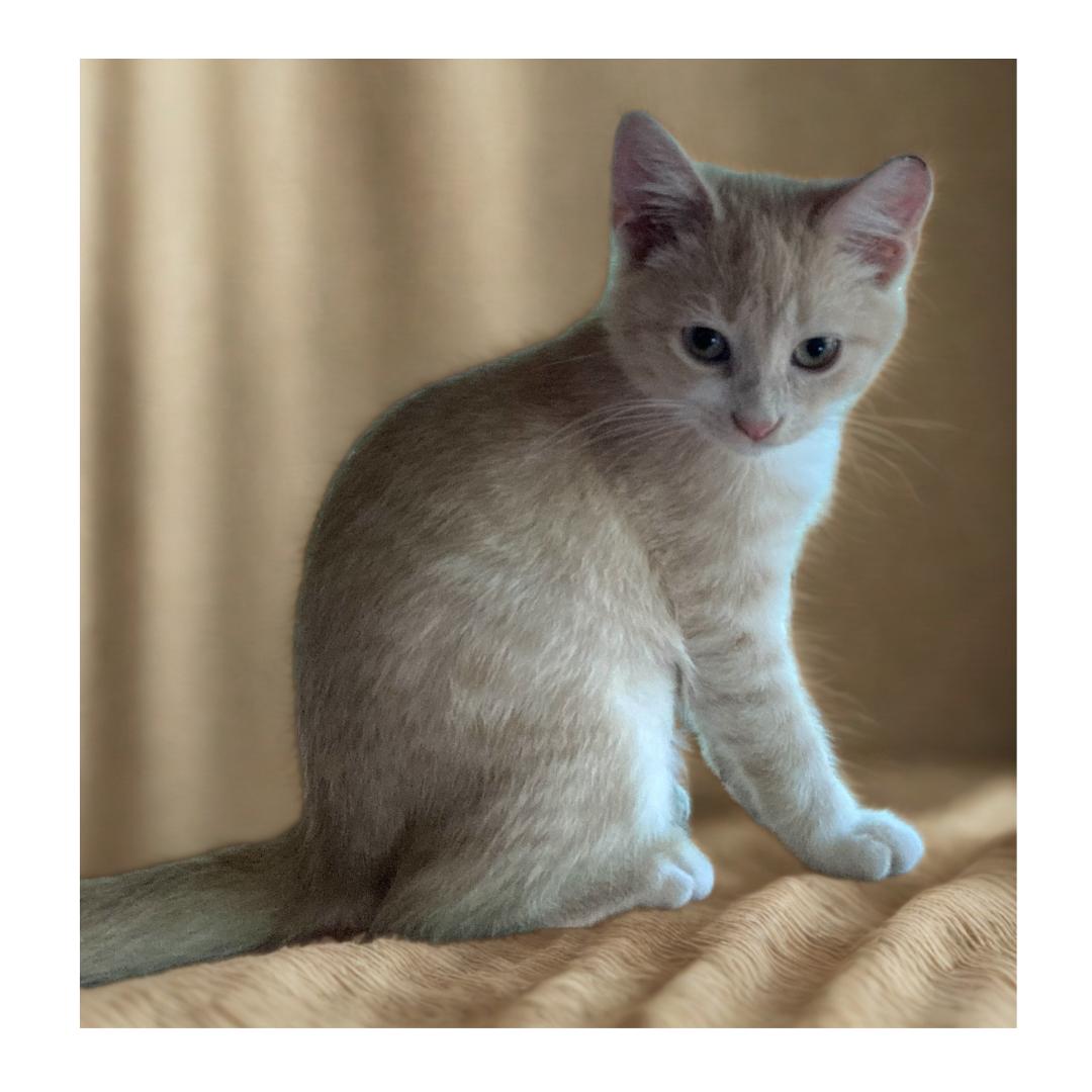 BUTTERBEAN, ADOPTABLE, Kitten Female Domestic Short Hair.