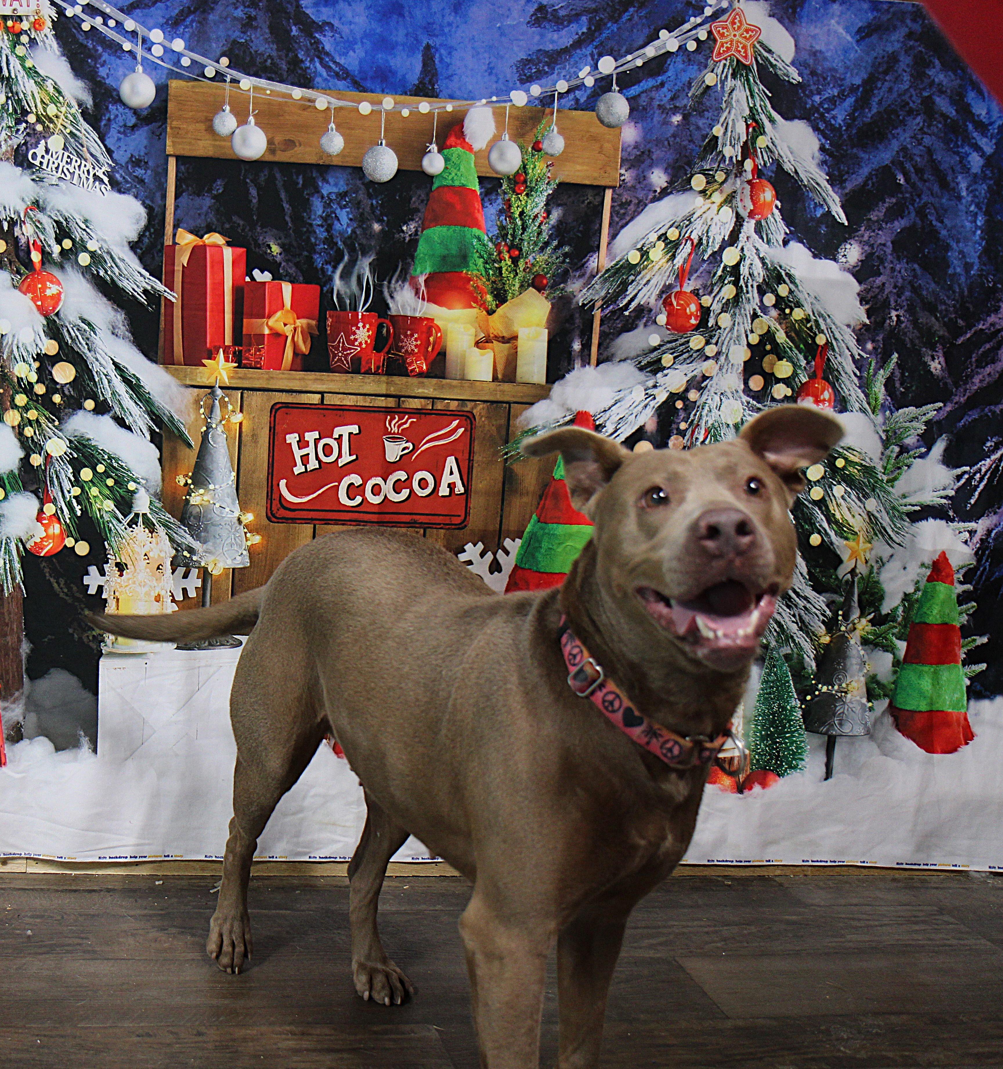 Mabel, Adoptable, Adult Female Mixed Breed.