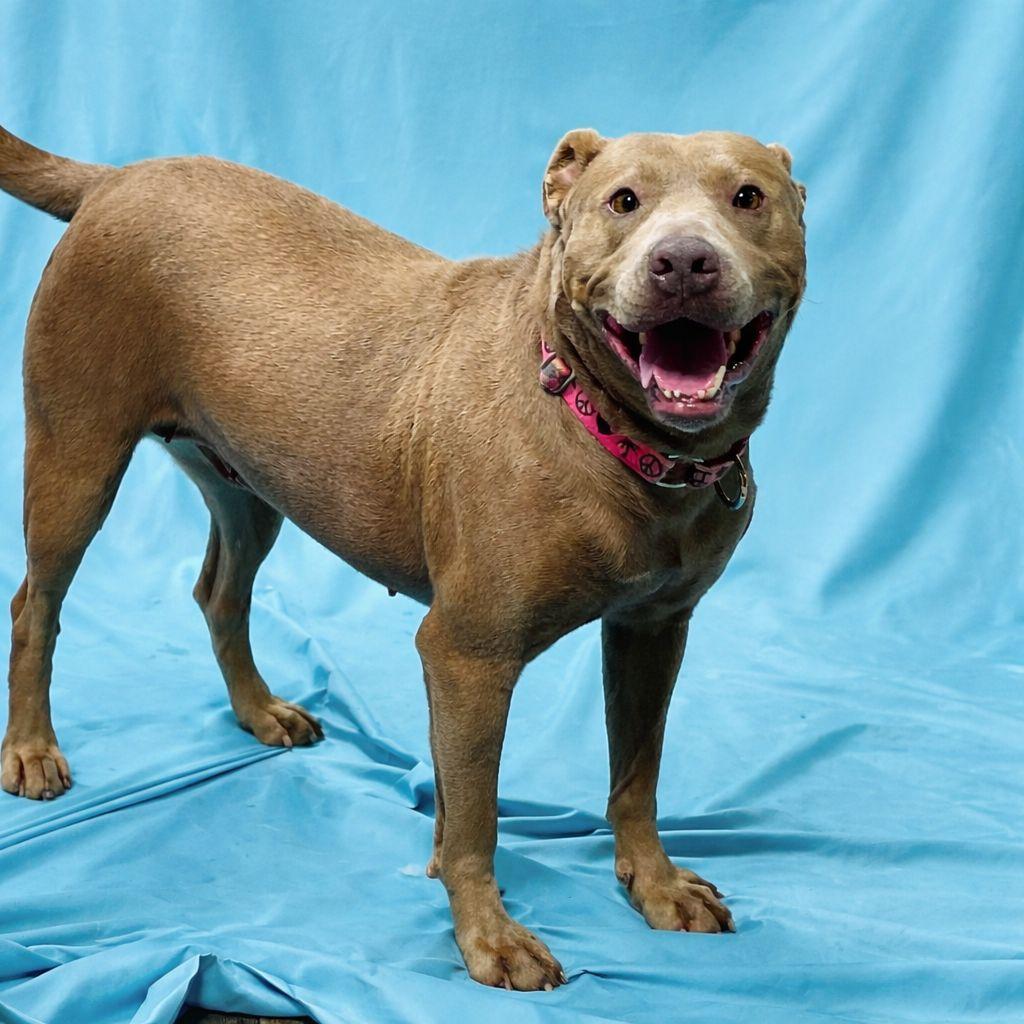 Mabel, Adoptable, Adult Female Mixed Breed.