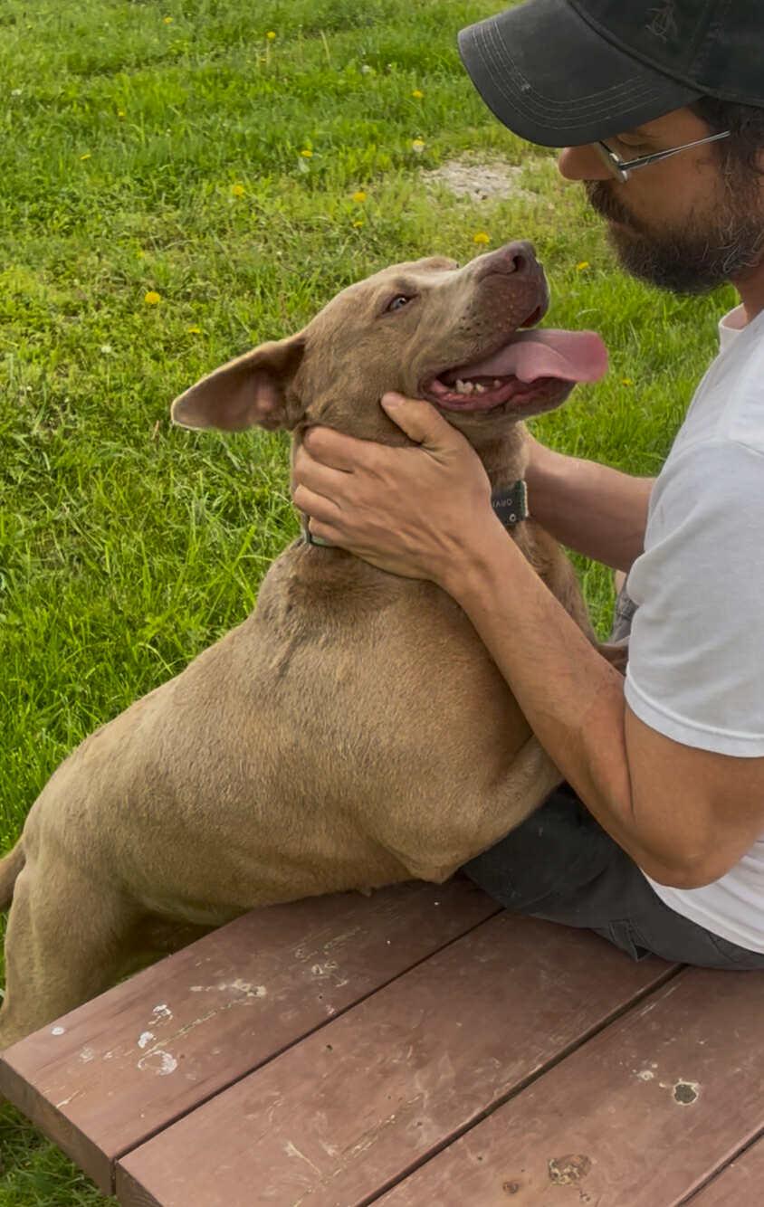Mabel, a Adoptable Mixed Breed in Plain City, OH image 1/6