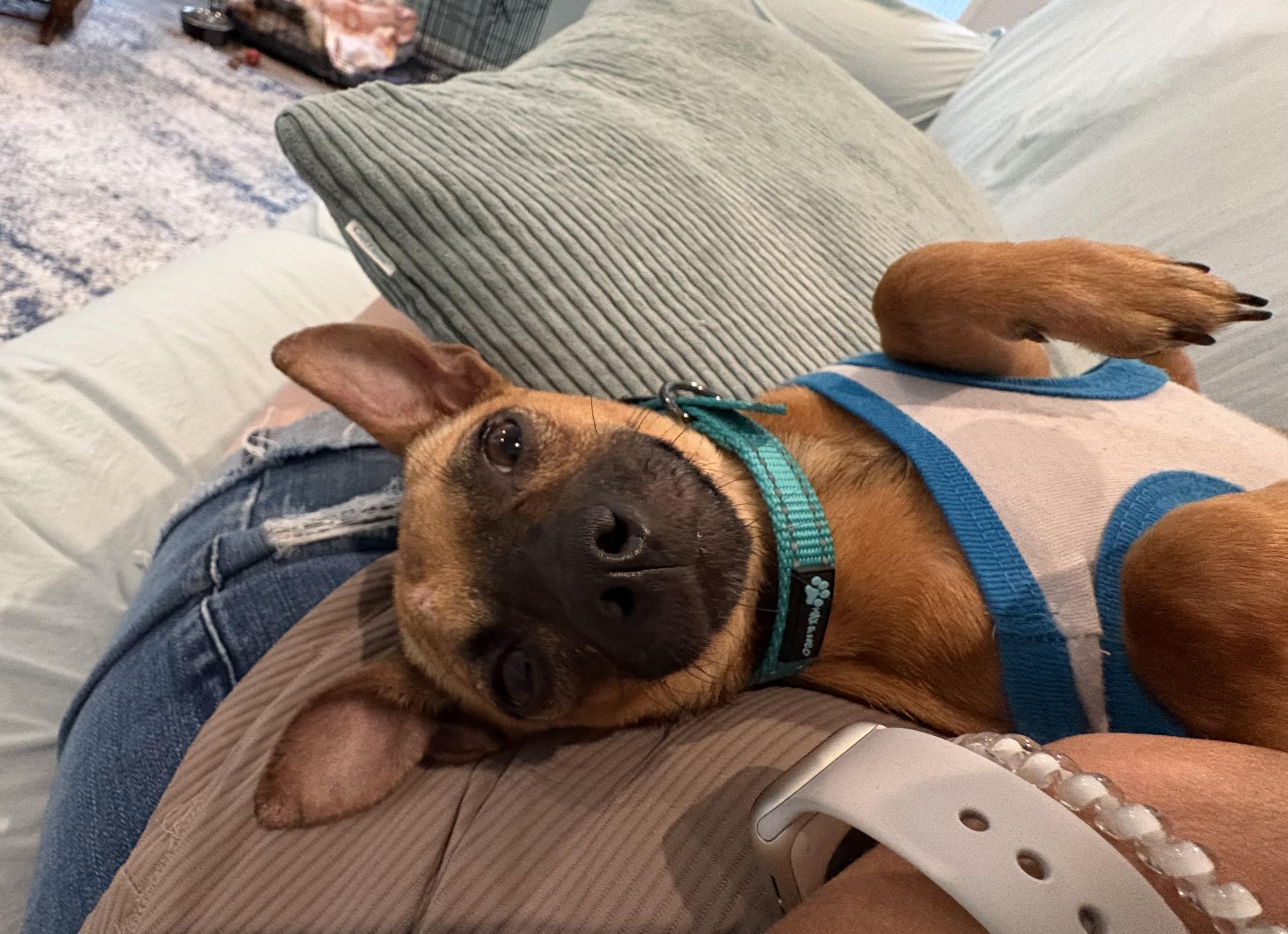 Missy, an adopted mixed breed in Hillsdale, NY image 2/6