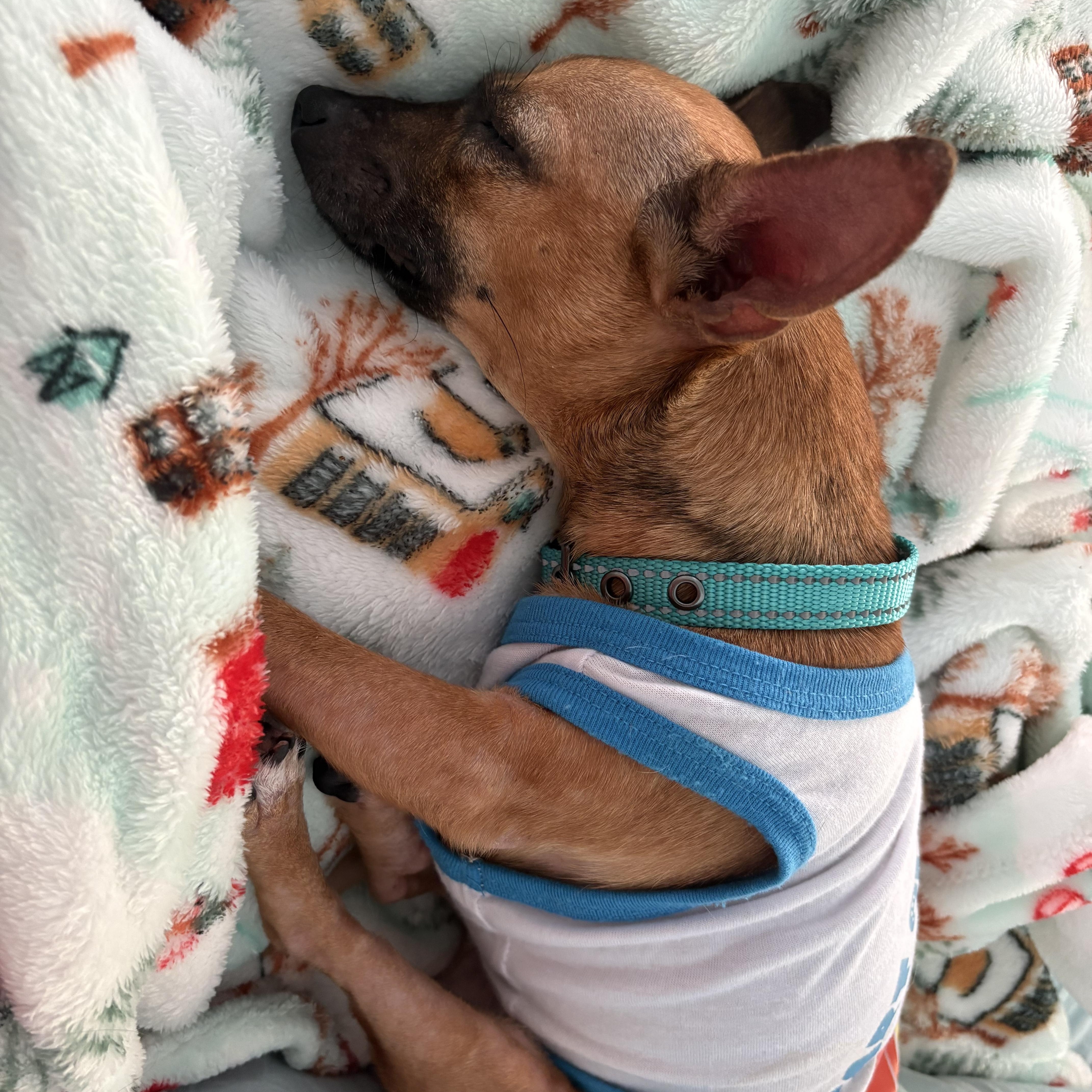 Missy, an adopted mixed breed in Hillsdale, NY image 4/6