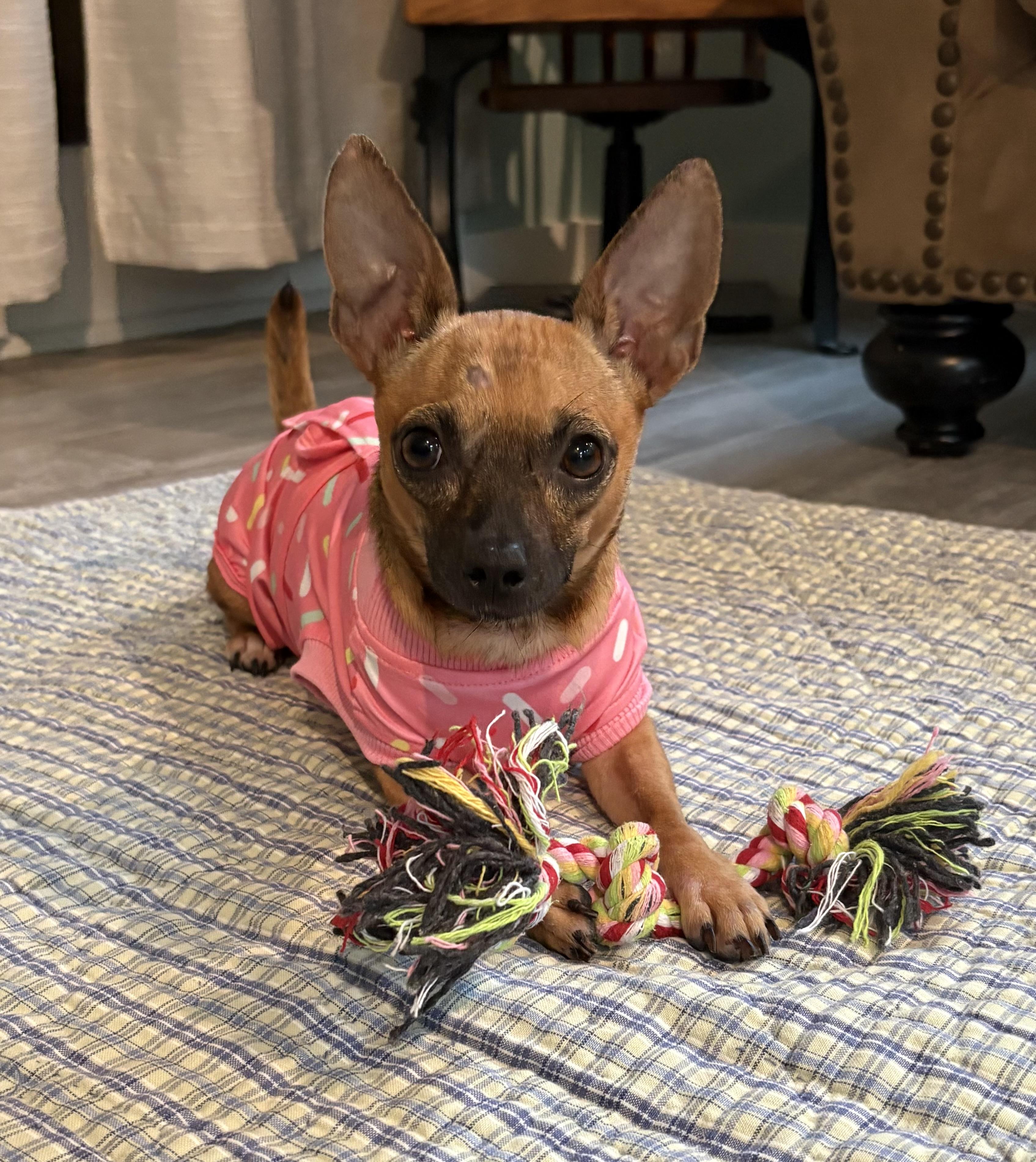 Missy, adopted, Adult Female Chihuahua.