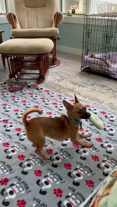 Enlarge Missy, an adopted mixed breed in Hillsdale, NY video 5/6