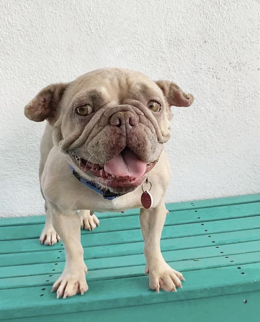 Nessie, Adoptable, Young Female French Bulldog.