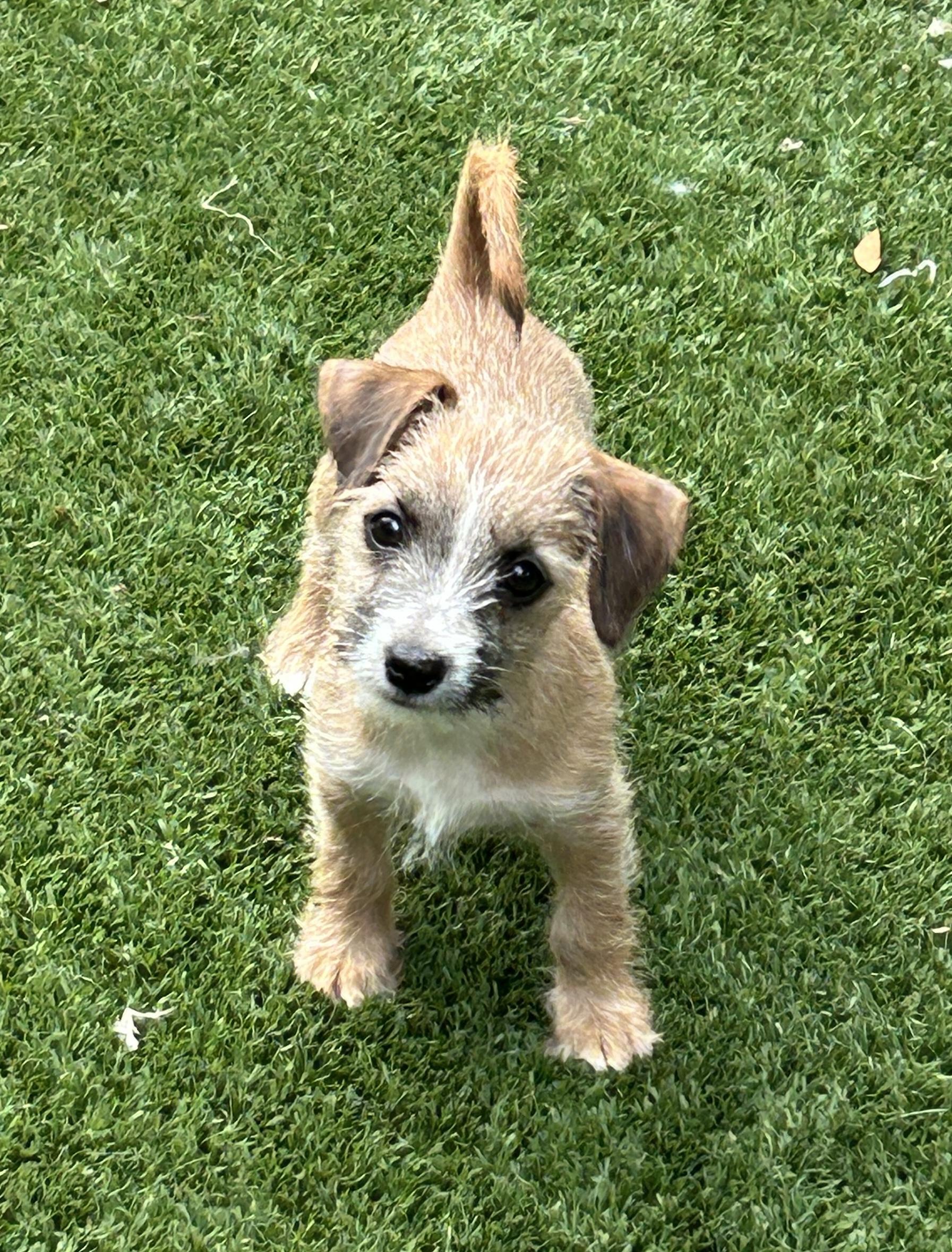 Enlarge Scruffy Tiffany, an adoptable mixed breed in Sarasota, FL image 2/3