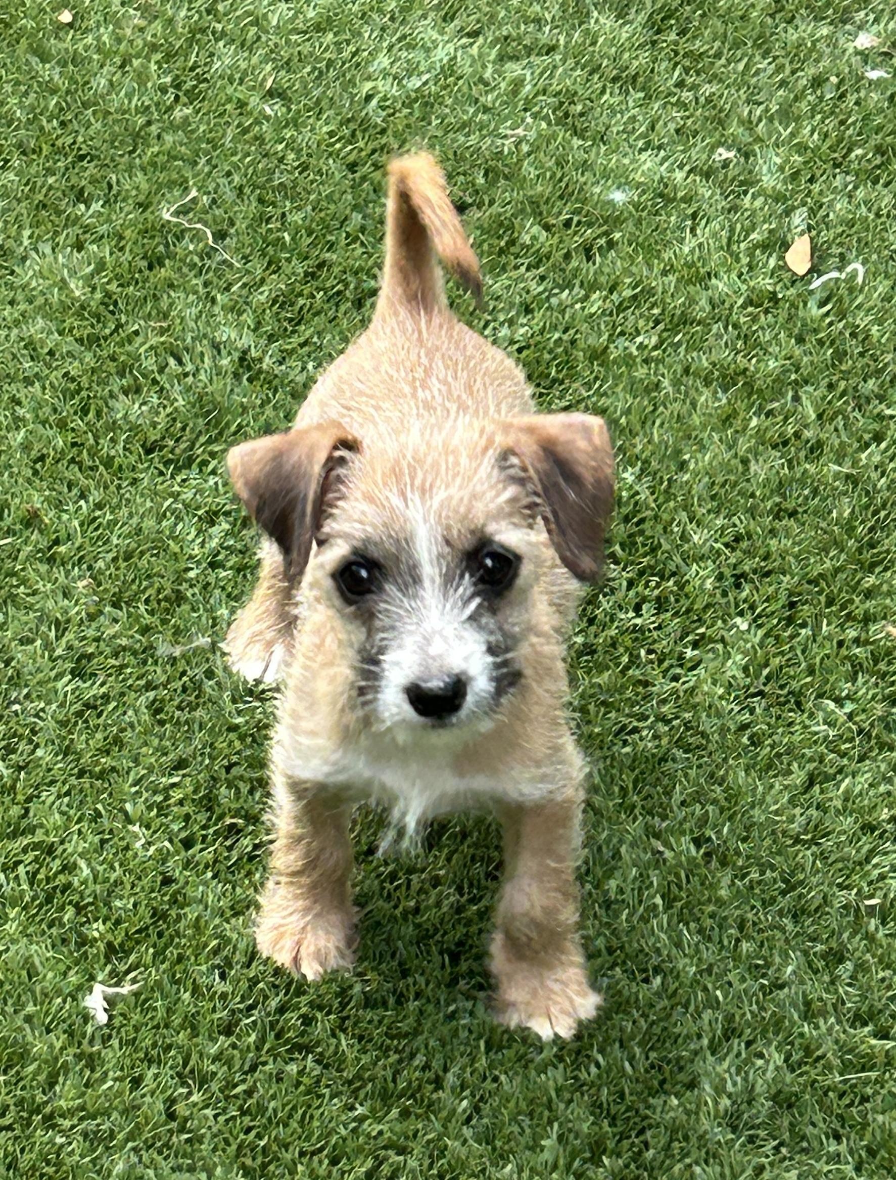 Scruffy Tiffany, ADOPTABLE, Puppy Female Chihuahua & Cairn Terrier.