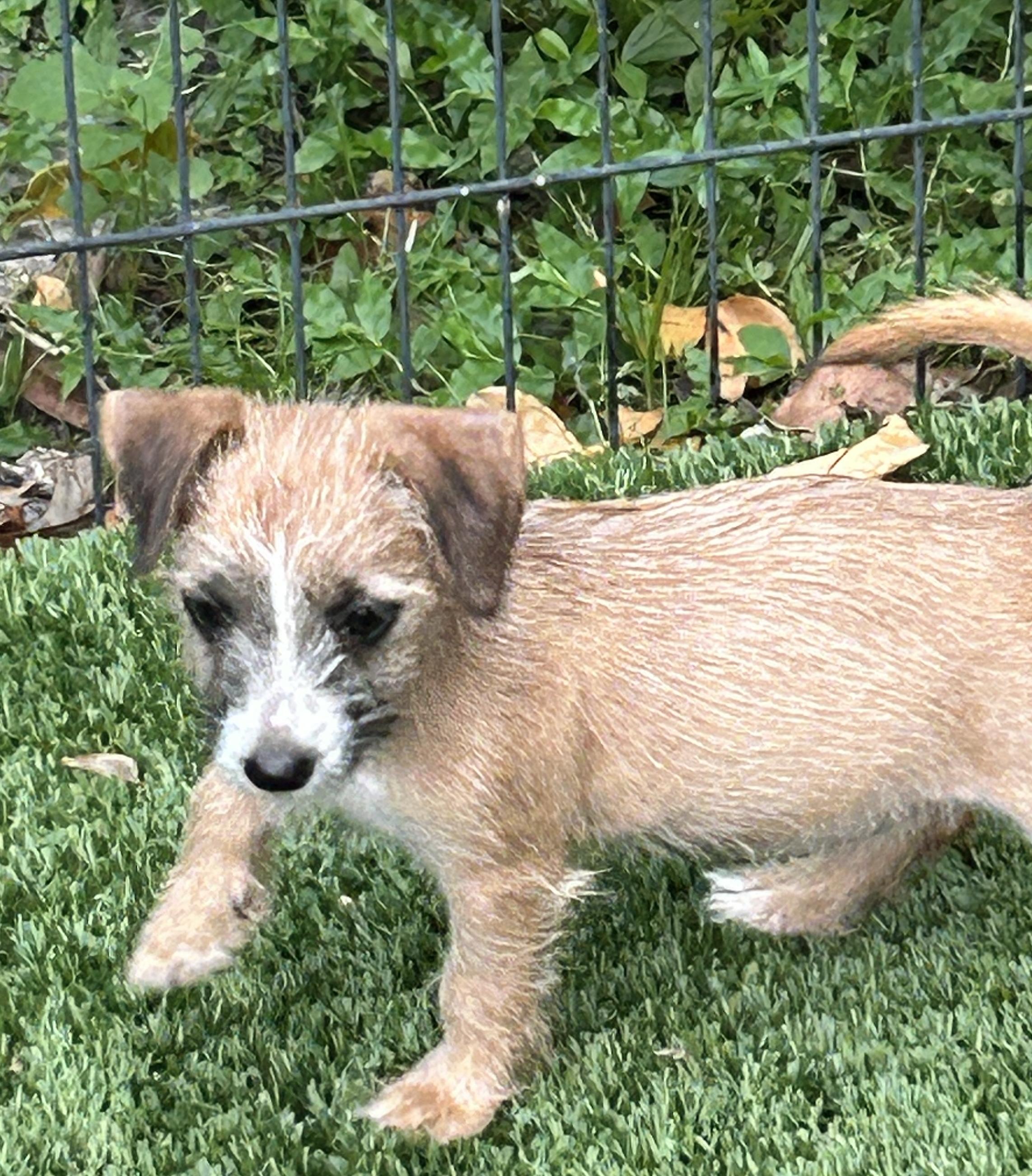 Enlarge Scruffy Tiffany, an adoptable mixed breed in Sarasota, FL image 3/3