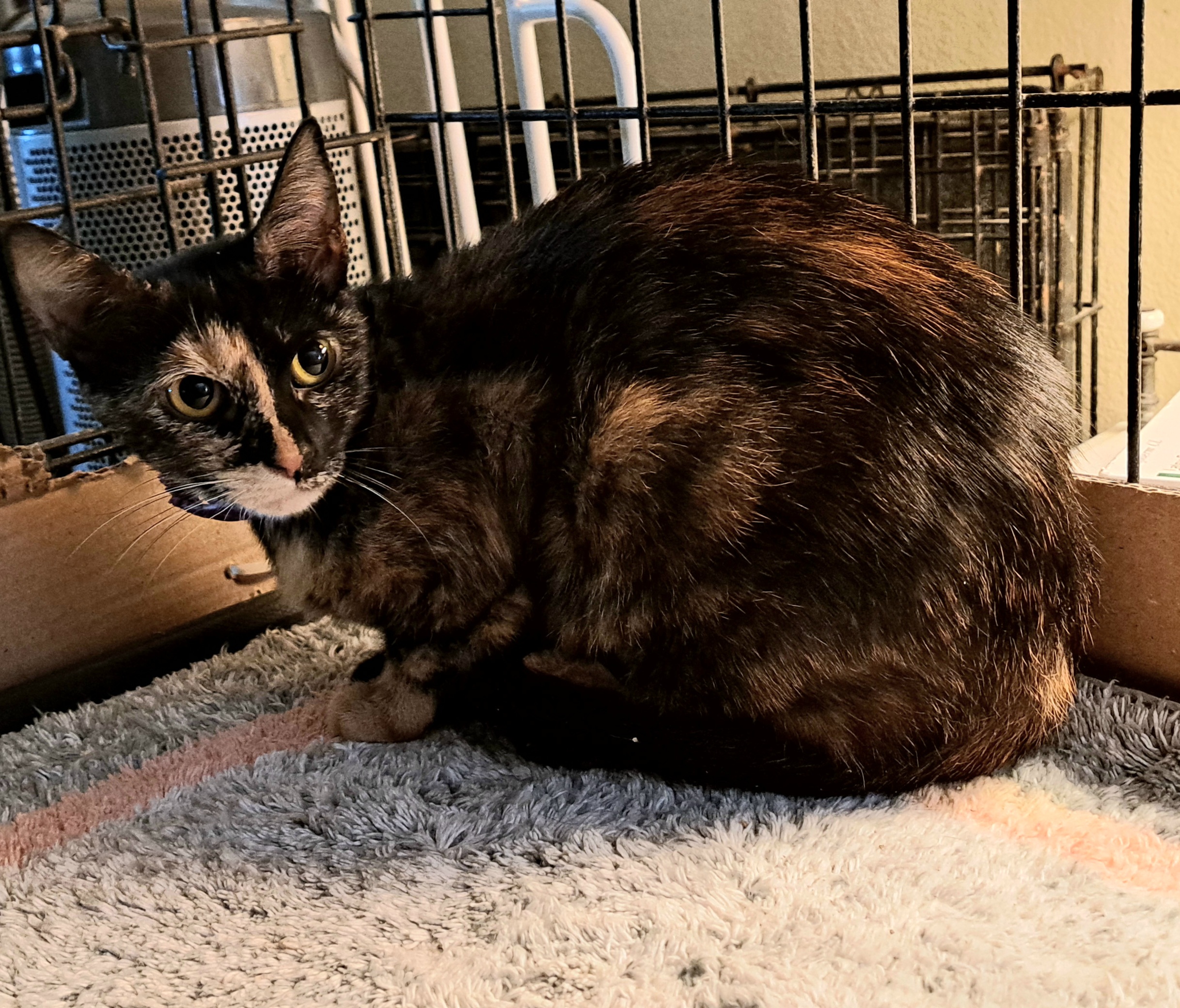 Enlarge Lizzy, a Adoptable Tortoiseshell in Riverside, CA image 5/5
