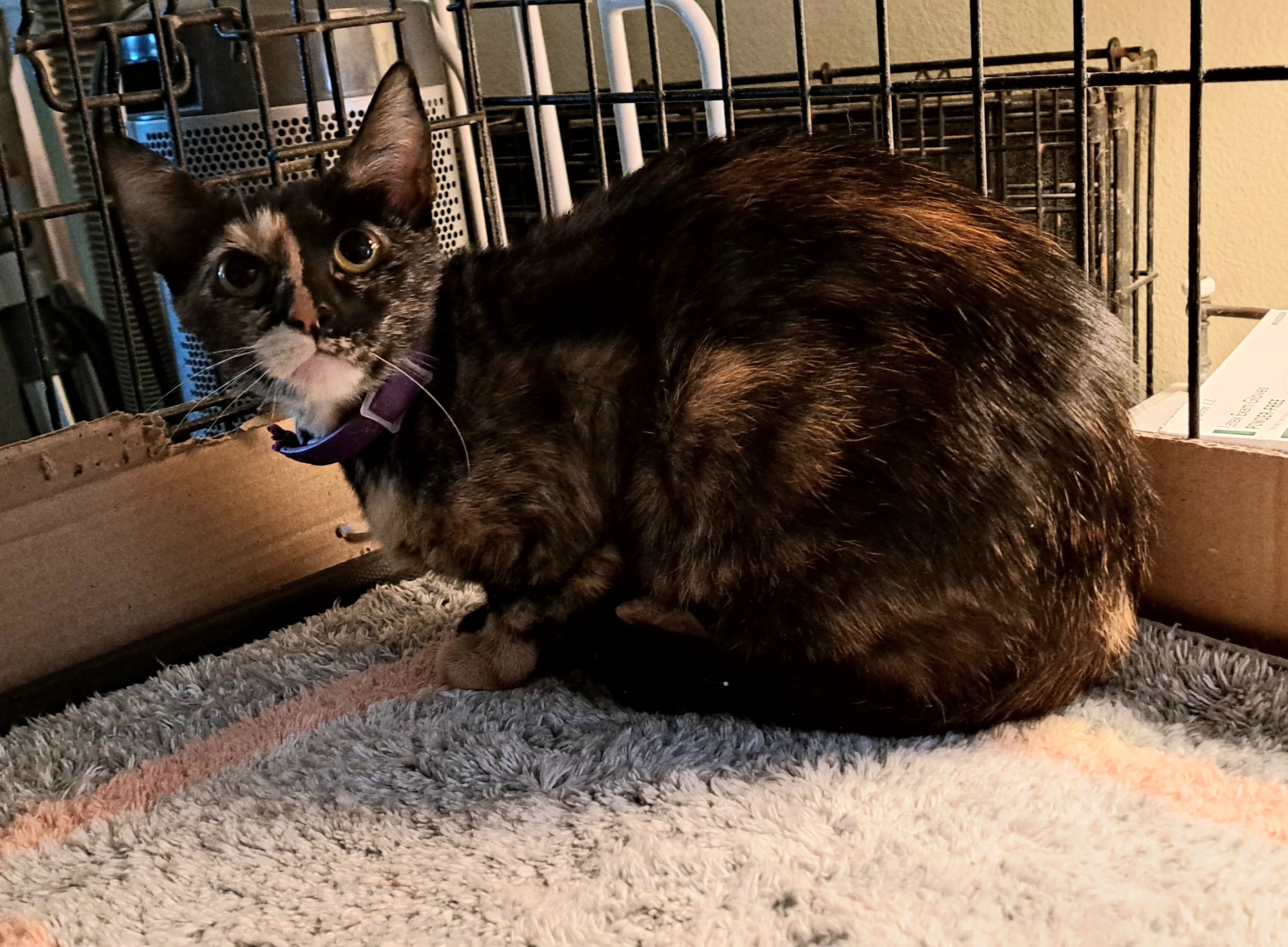 Enlarge Lizzy, a Adoptable Tortoiseshell in Riverside, CA image 4/5