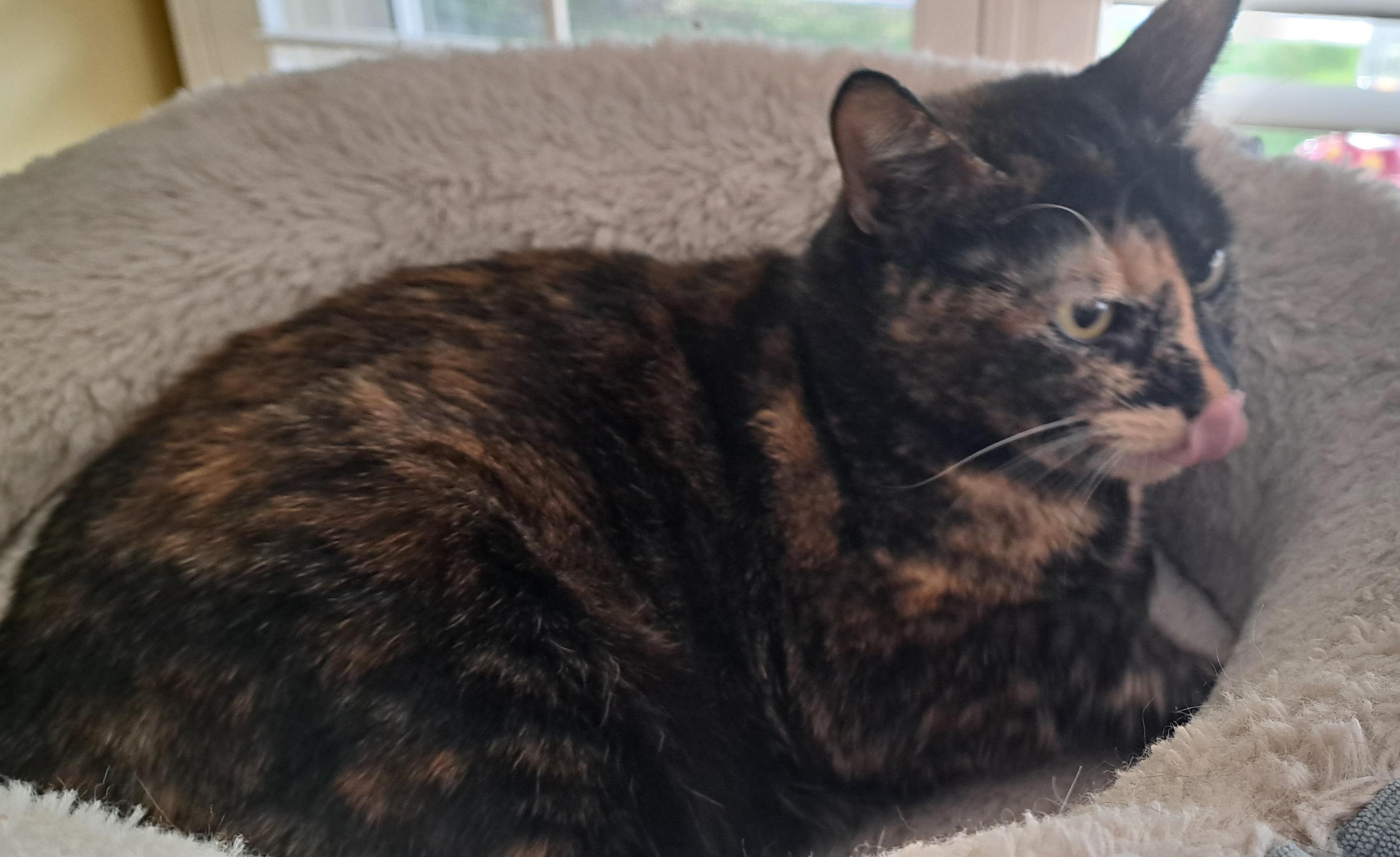 Enlarge Lizzy, a Adoptable Tortoiseshell in Riverside, CA image 2/5