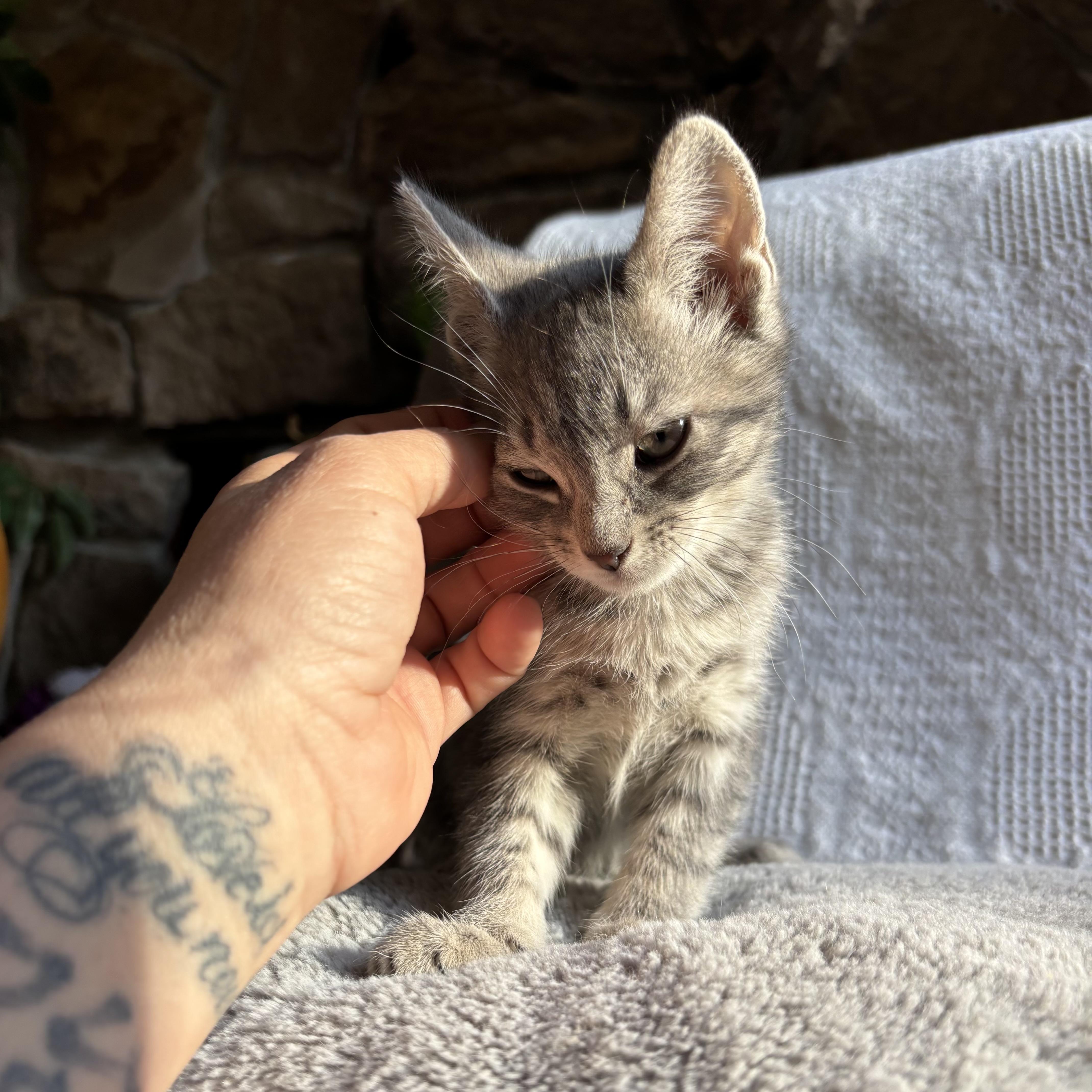 Enlarge Mouse, an adoption pending Domestic Short Hair in Monroe, WA image 3/5