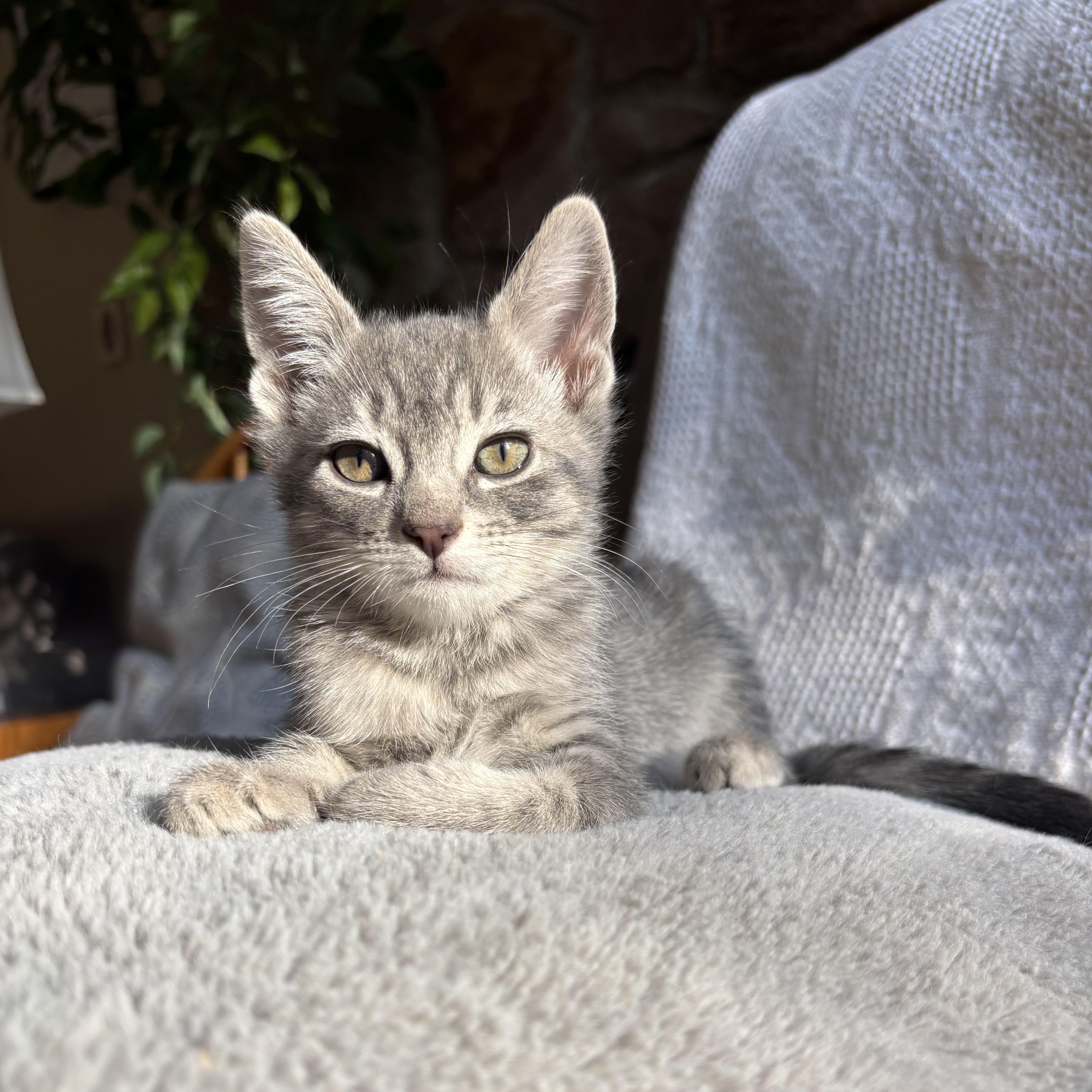 Mouse, adopted, Kitten Female Domestic Short Hair.