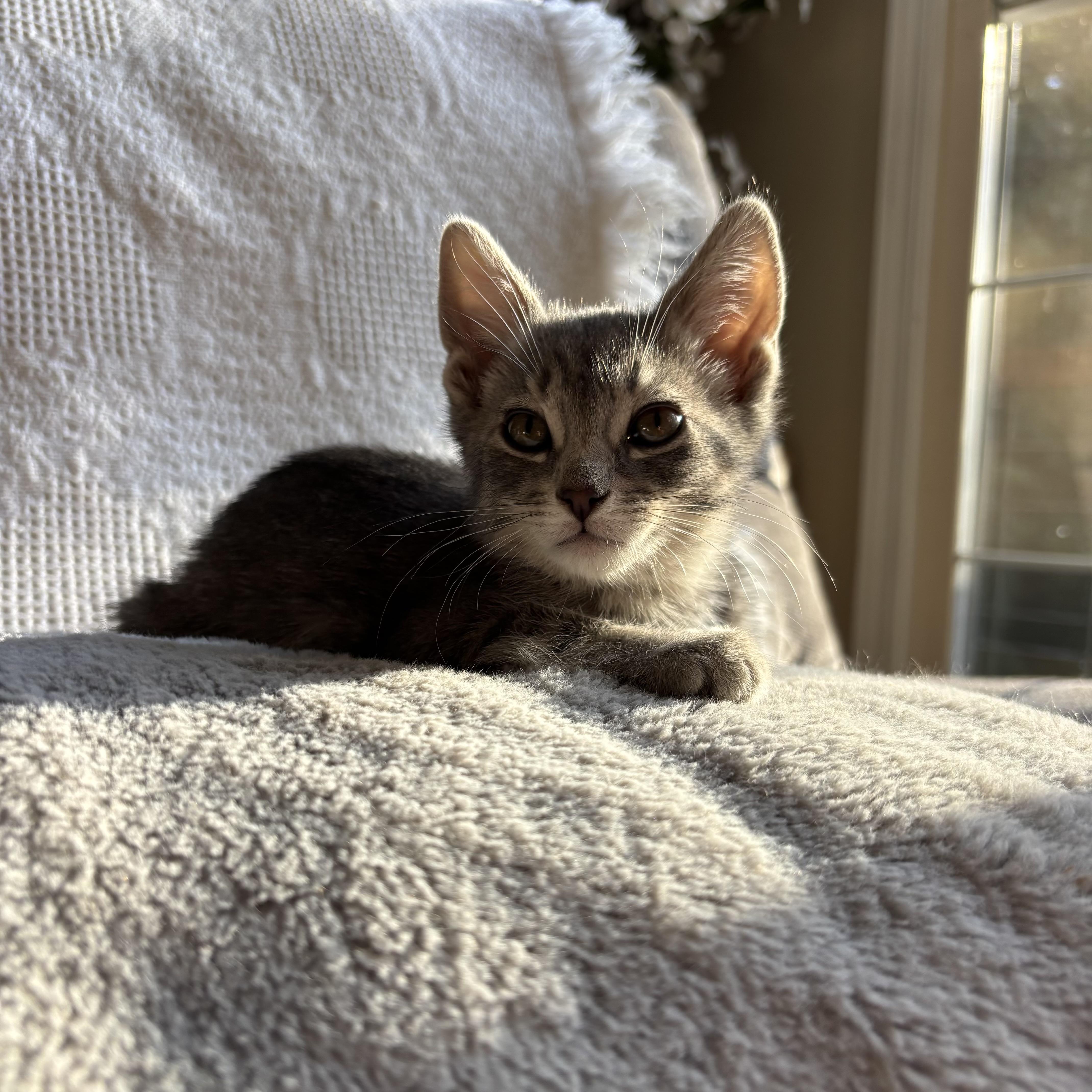 Enlarge Mouse, an adoption pending Domestic Short Hair in Monroe, WA image 5/5