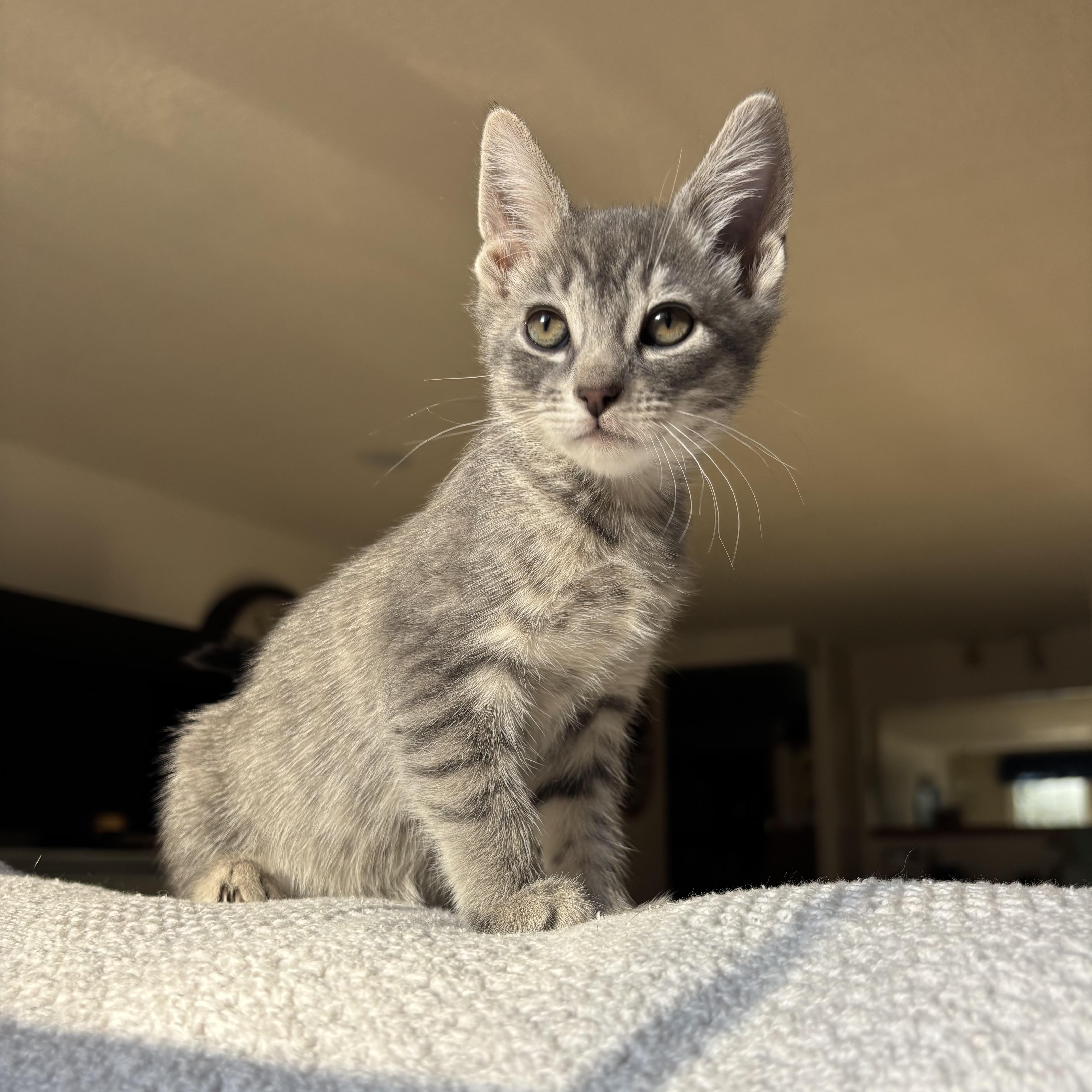 Enlarge Mouse, an adoption pending Domestic Short Hair in Monroe, WA image 2/5