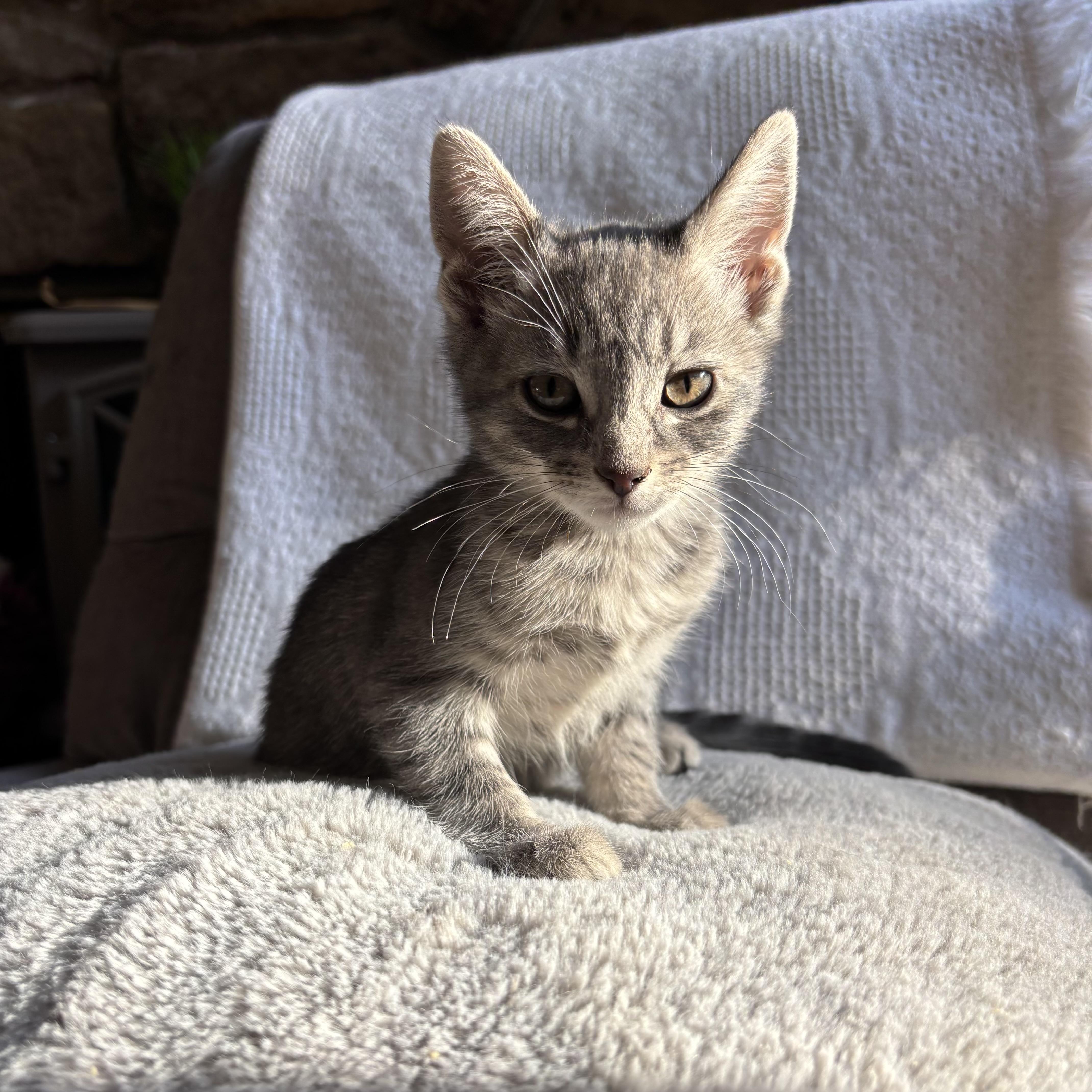 Enlarge Mouse, an adoption pending Domestic Short Hair in Monroe, WA image 4/5