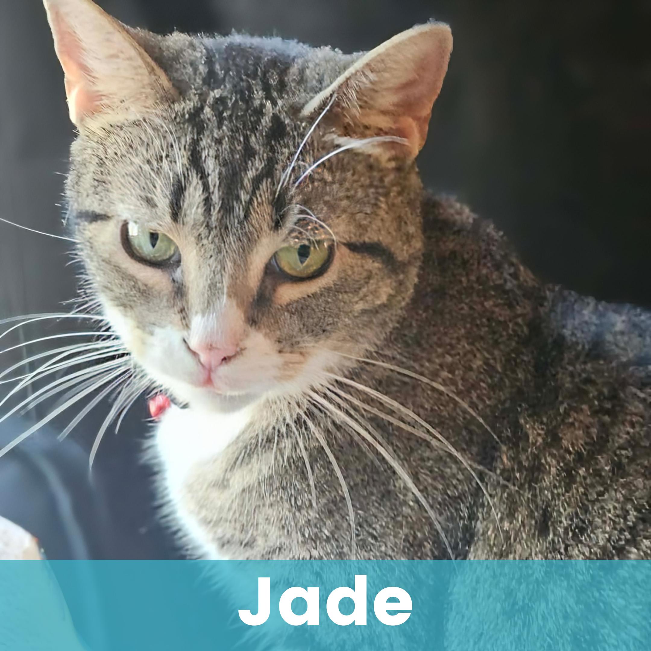 Enlarge Jade, a ADOPTABLE Domestic Short Hair in Rochester , NY image 1/6