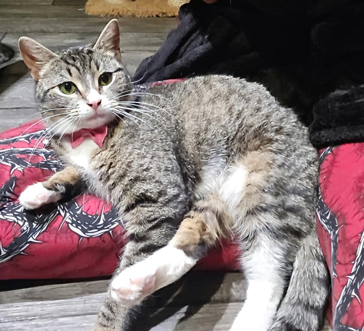 Enlarge Jade, a ADOPTABLE Domestic Short Hair in Rochester , NY image 2/6