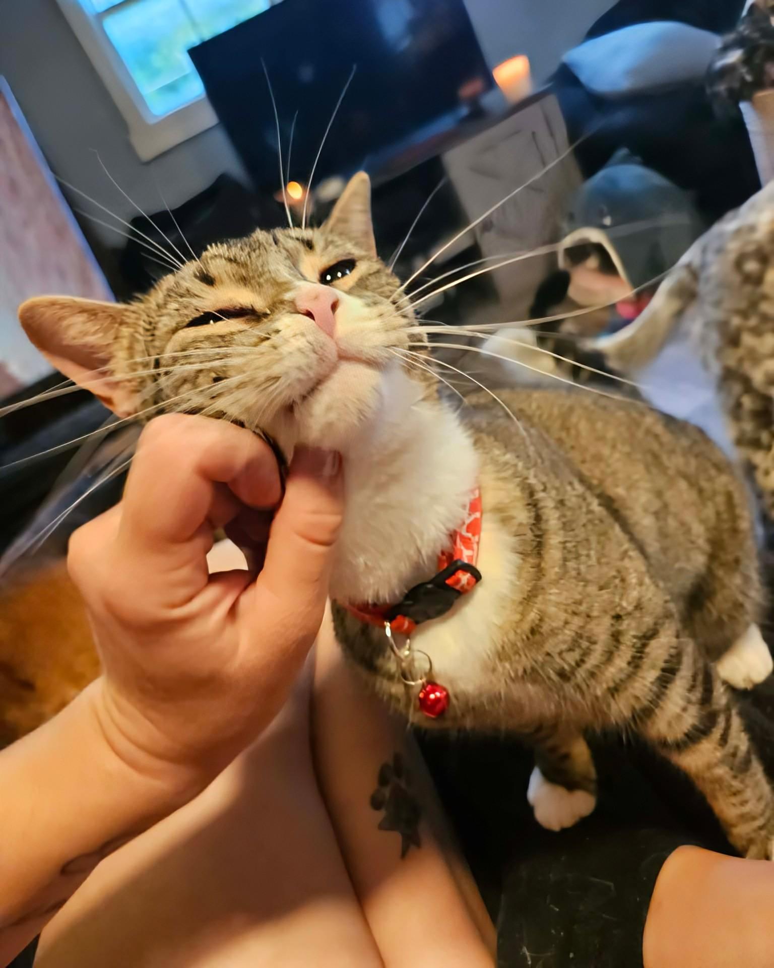 Enlarge Jade, a ADOPTABLE Domestic Short Hair in Rochester , NY image 3/6