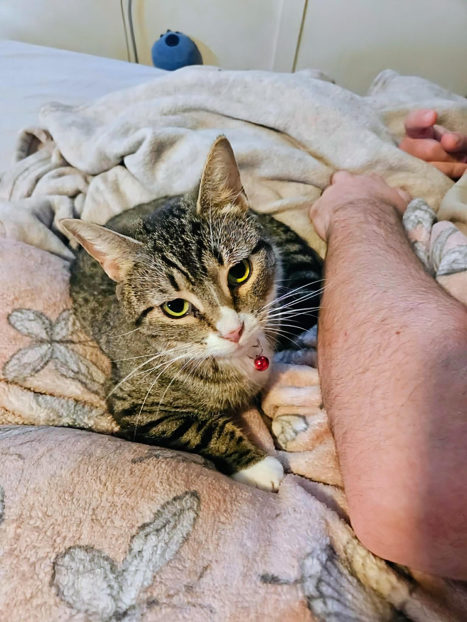 Enlarge Jade, a ADOPTABLE Domestic Short Hair in Rochester , NY image 6/6