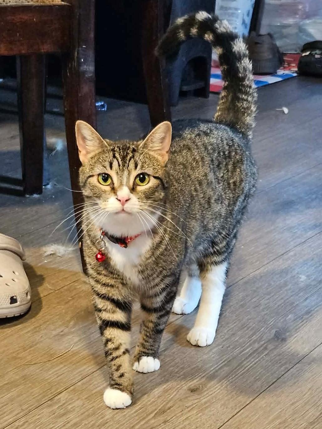 Enlarge Jade, a ADOPTABLE Domestic Short Hair in Rochester , NY image 4/6