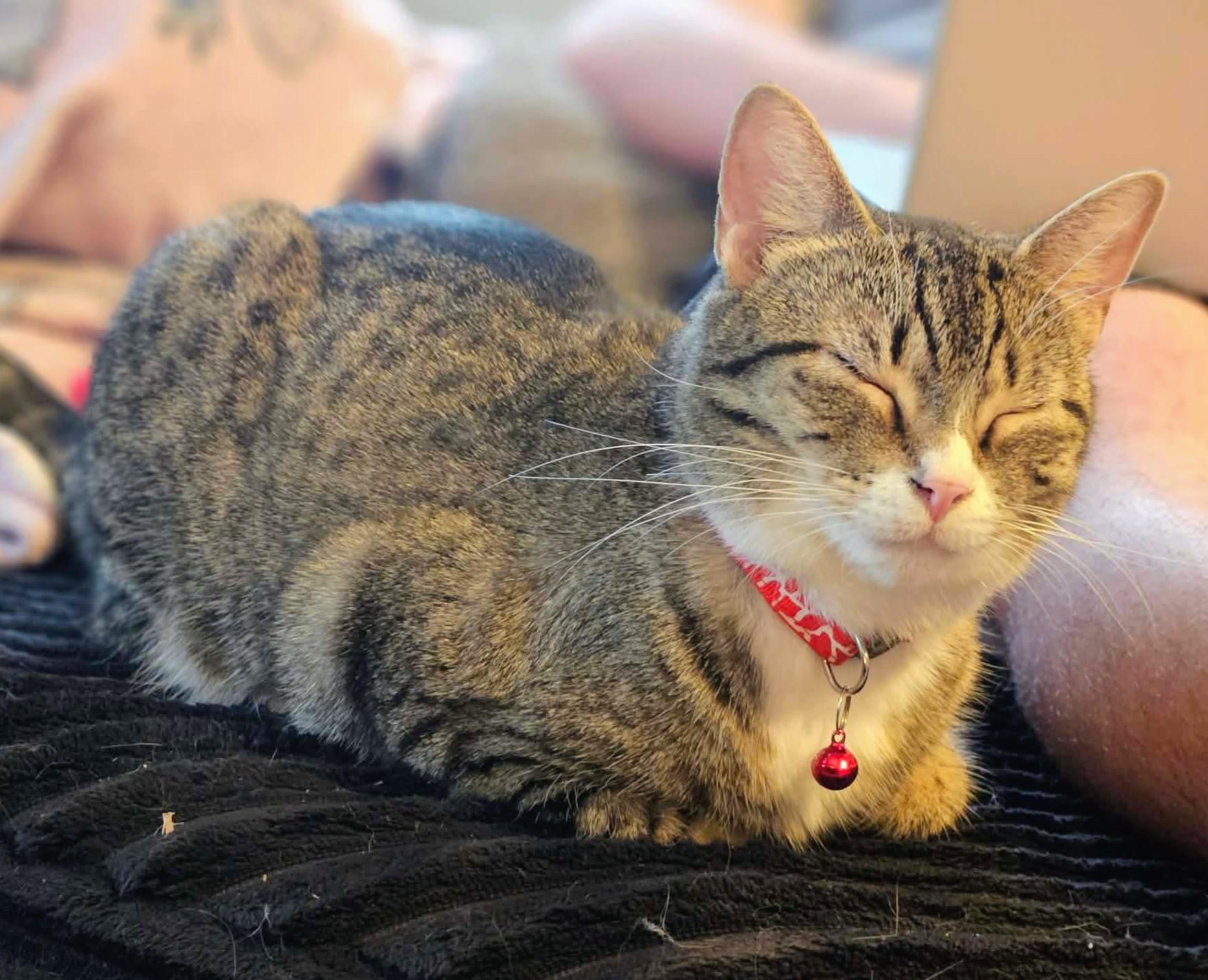 Enlarge Jade, a ADOPTABLE Domestic Short Hair in Rochester , NY image 5/6