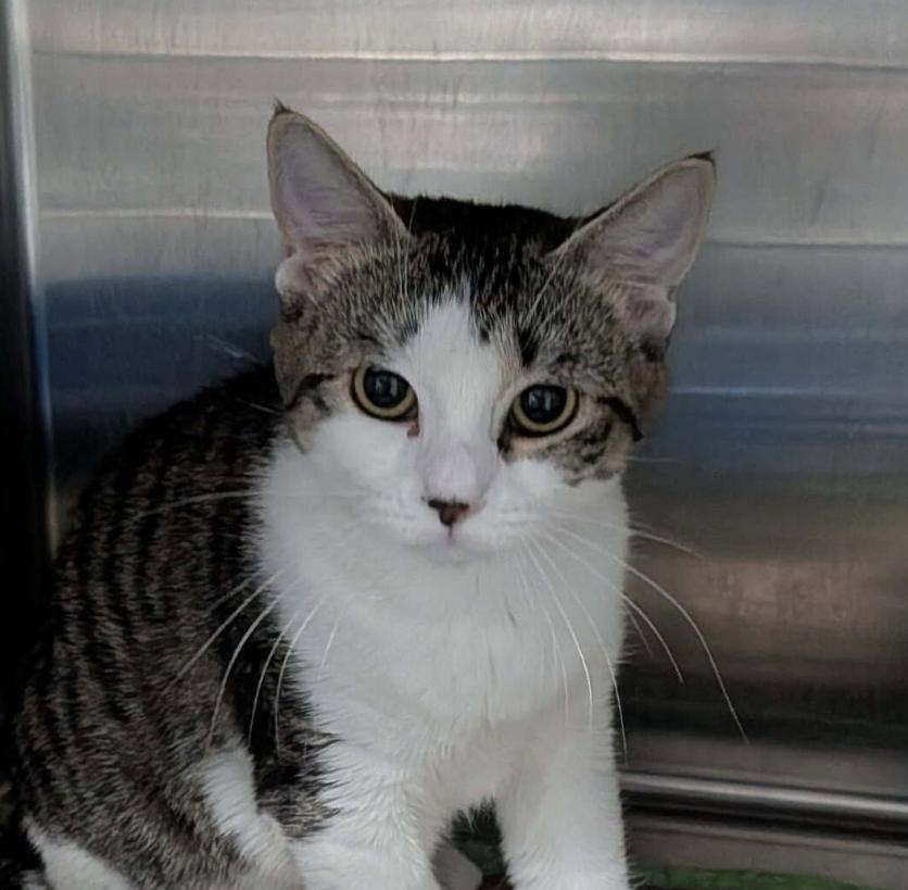 Enlarge Regina, a ADOPTABLE mixed breed in wetaskiwin, AB image 1/1