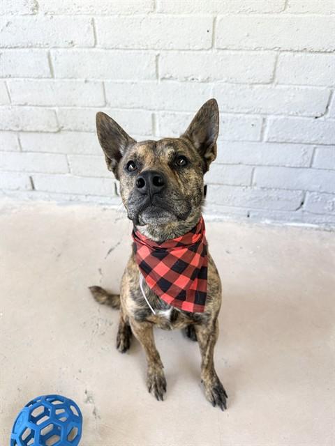 Enlarge THOR, a Adoptable Dutch Shepherd in Castaic, CA image 1/1