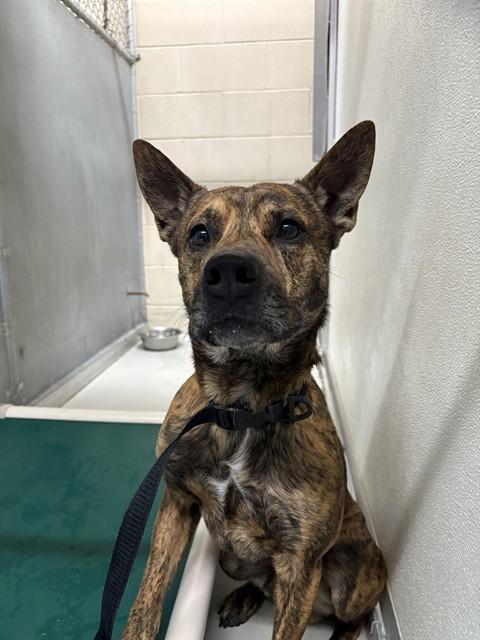 THOR, Adoptable, Young Male Dutch Shepherd.