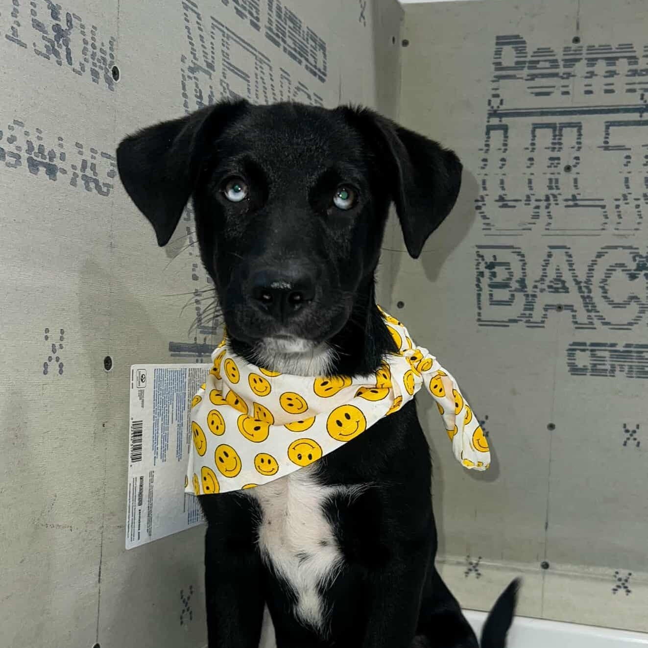 Spencer - MEET 12/8!, Adoptable, Puppy Male Labrador Retriever & Mixed Breed.