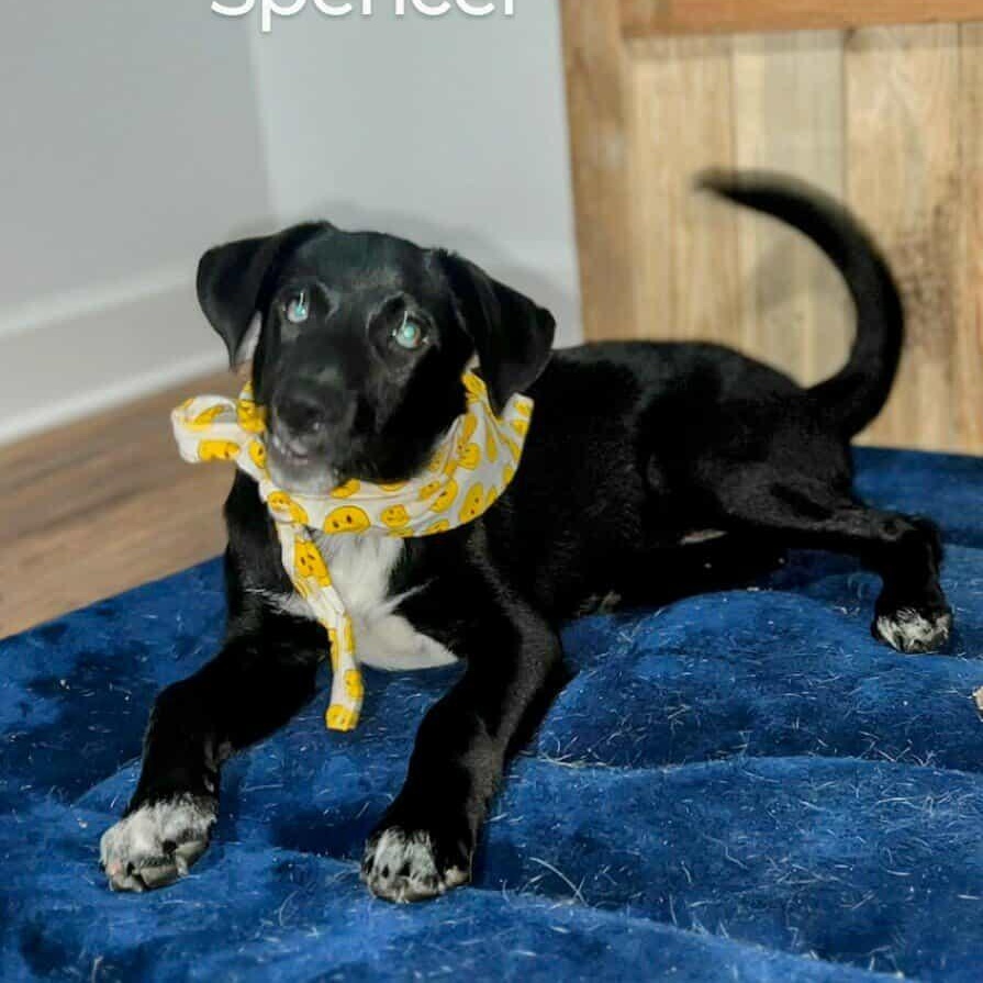 Spencer - MEET 12/8!, a Adoptable mixed breed in Medfield, MA image 2/4