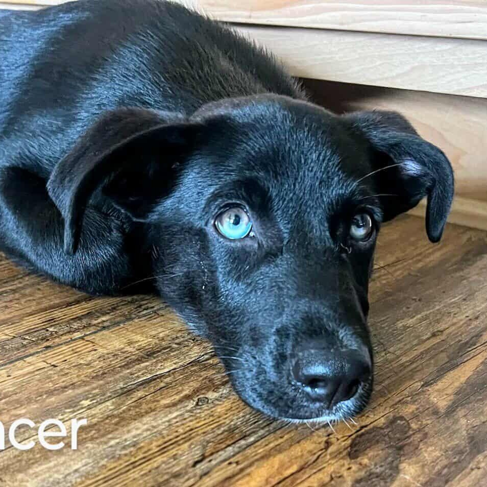 Spencer - MEET 12/8!, a Adoptable mixed breed in Medfield, MA image 3/4