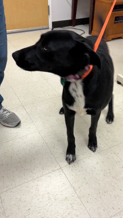 Enlarge Spencer - MEET 12/8!, a Adoptable mixed breed in Medfield, MA video 4/4