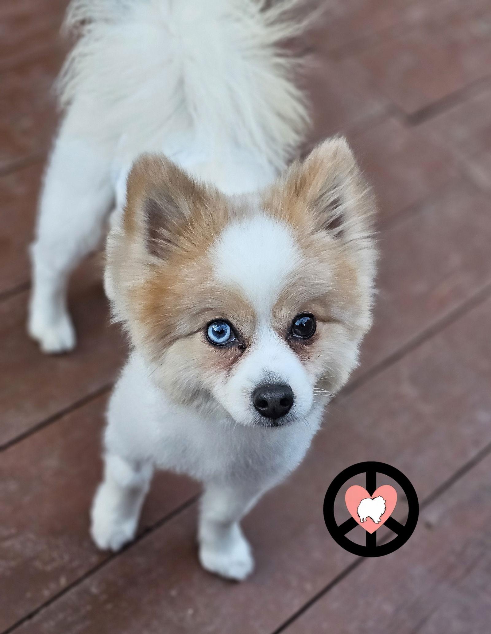 Archer, Adoptable, Adult Male Pomeranian.