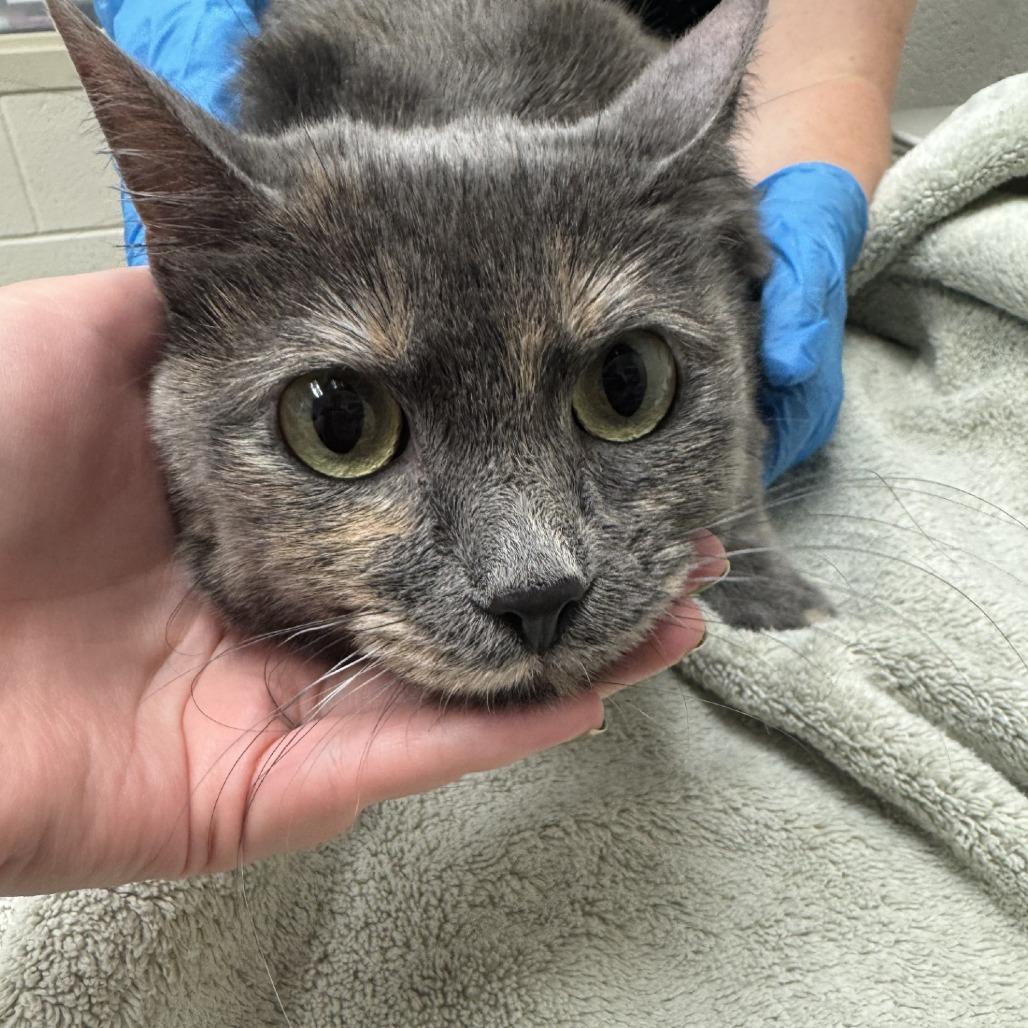 Freya, Adoptable, Adult Female Domestic Short Hair.