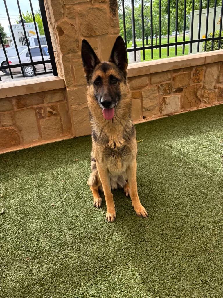 Kaiser, Adoptable, Adult Male German Shepherd Dog.