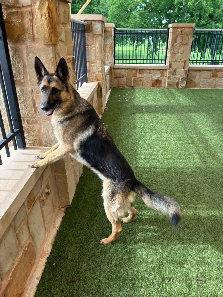 Enlarge Kaiser, a Adoptable German Shepherd Dog in Seguin, TX image 2/3