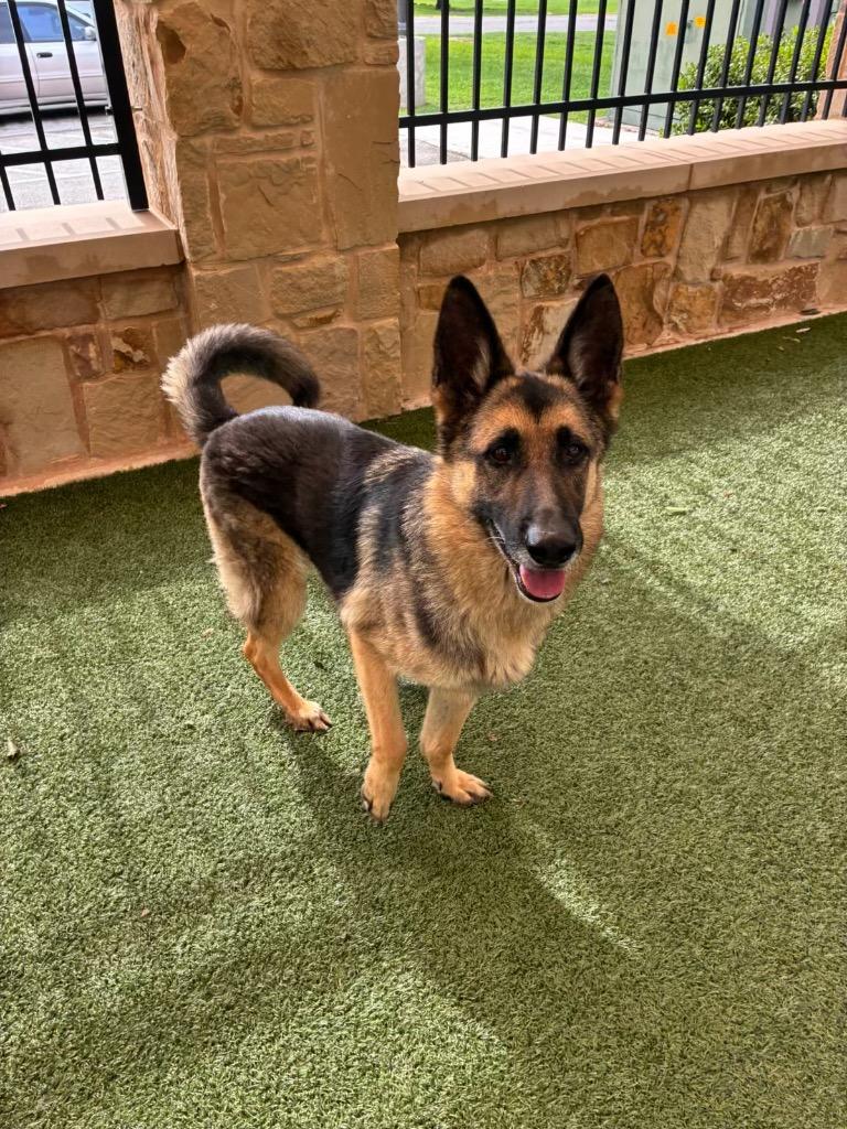 Enlarge Kaiser, a Adoptable German Shepherd Dog in Seguin, TX image 3/3