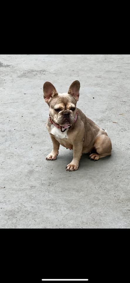Enlarge Pottie, a Adopted French Bulldog in Palm Coast, FL image 1/2