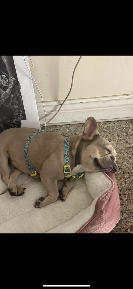 Enlarge Pottie, a Adopted French Bulldog in Palm Coast, FL image 2/2