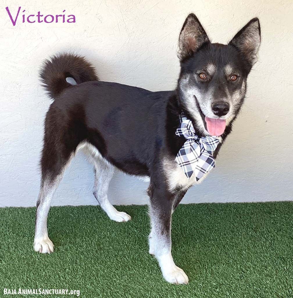 Victoria, Adoptable, Adult Female Husky.