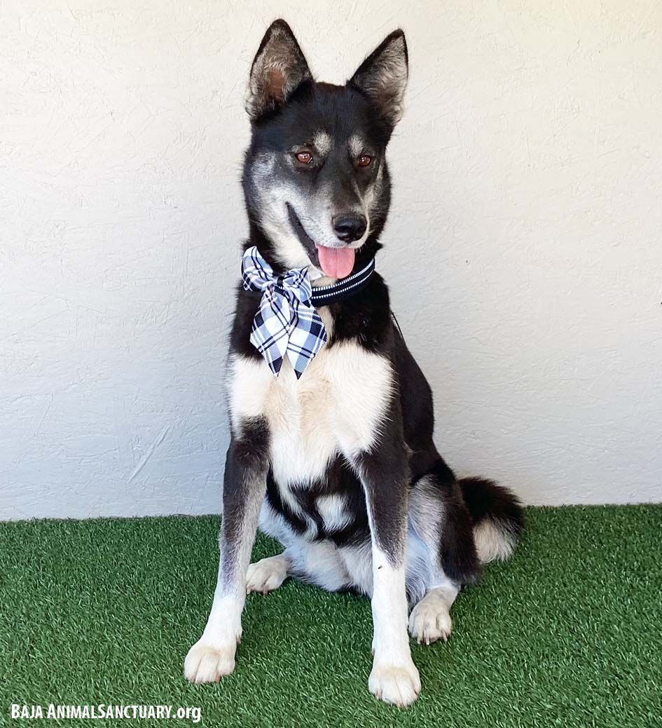 Victoria, a Adoptable Husky in San Diego, CA image 2/6