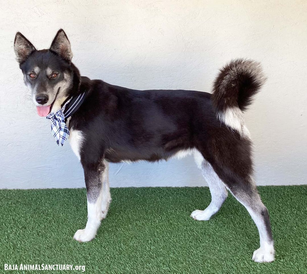 Victoria, a Adoptable Husky in San Diego, CA image 3/6
