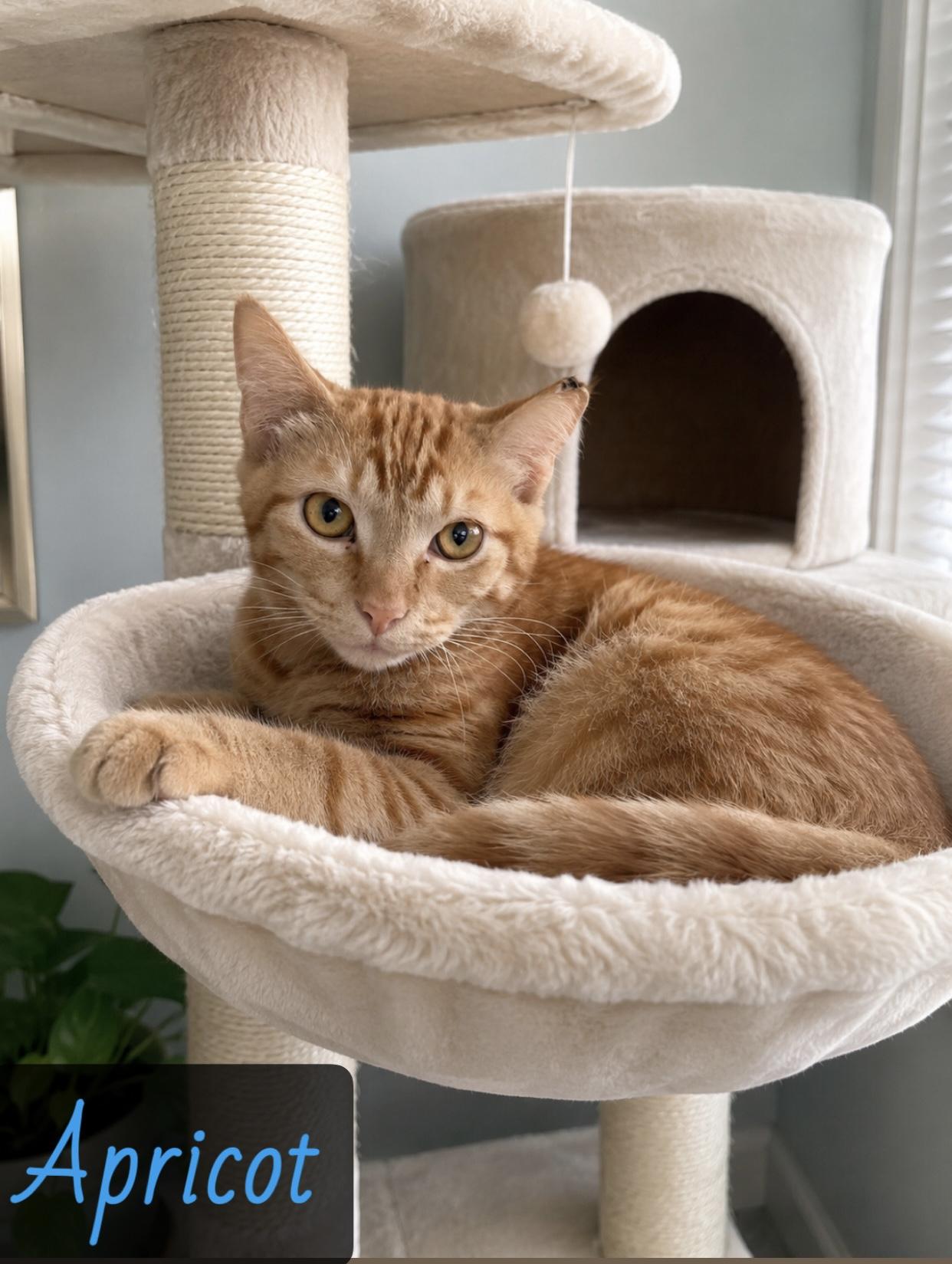 Apricot, adopted, Young Male Domestic Short Hair.
