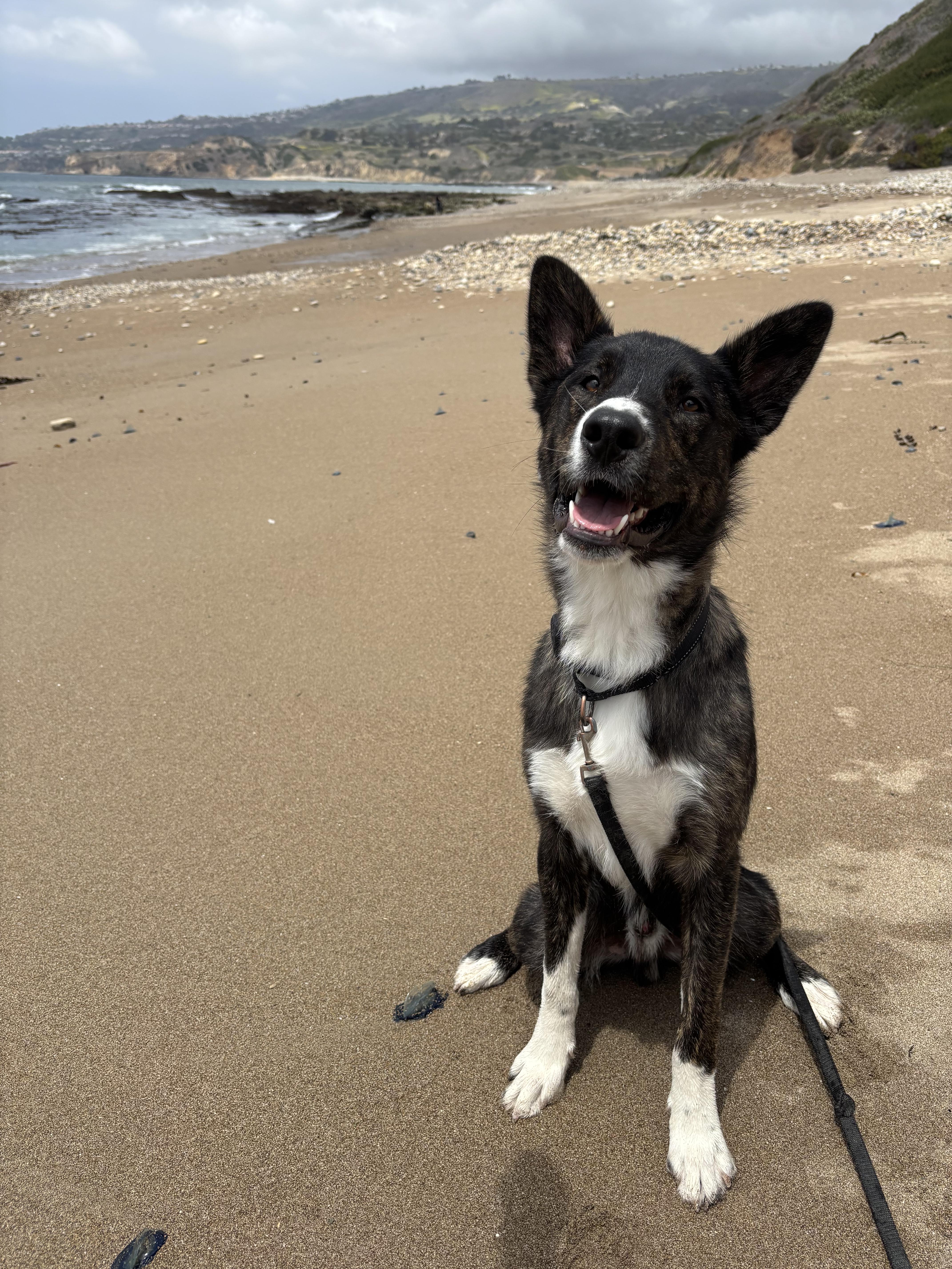 Dash photo 3