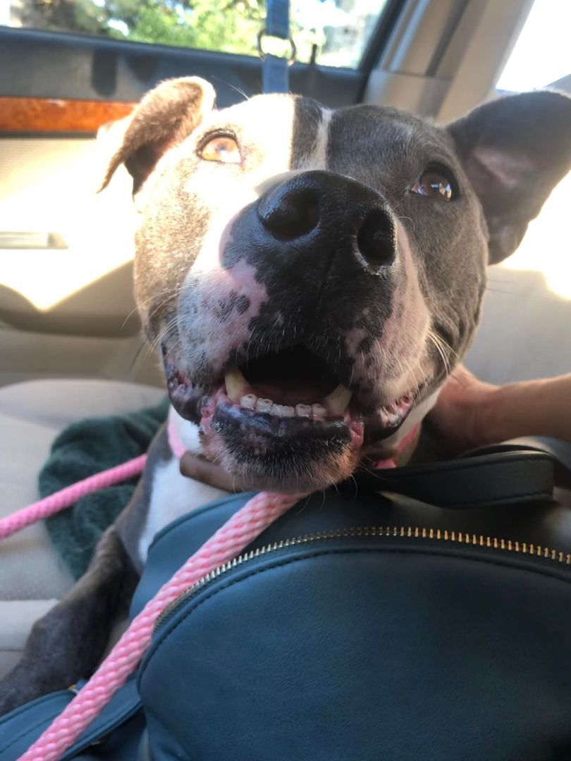 Azule - LAFAYETTE, IN, Adoptable, Adult Female Mixed Breed.