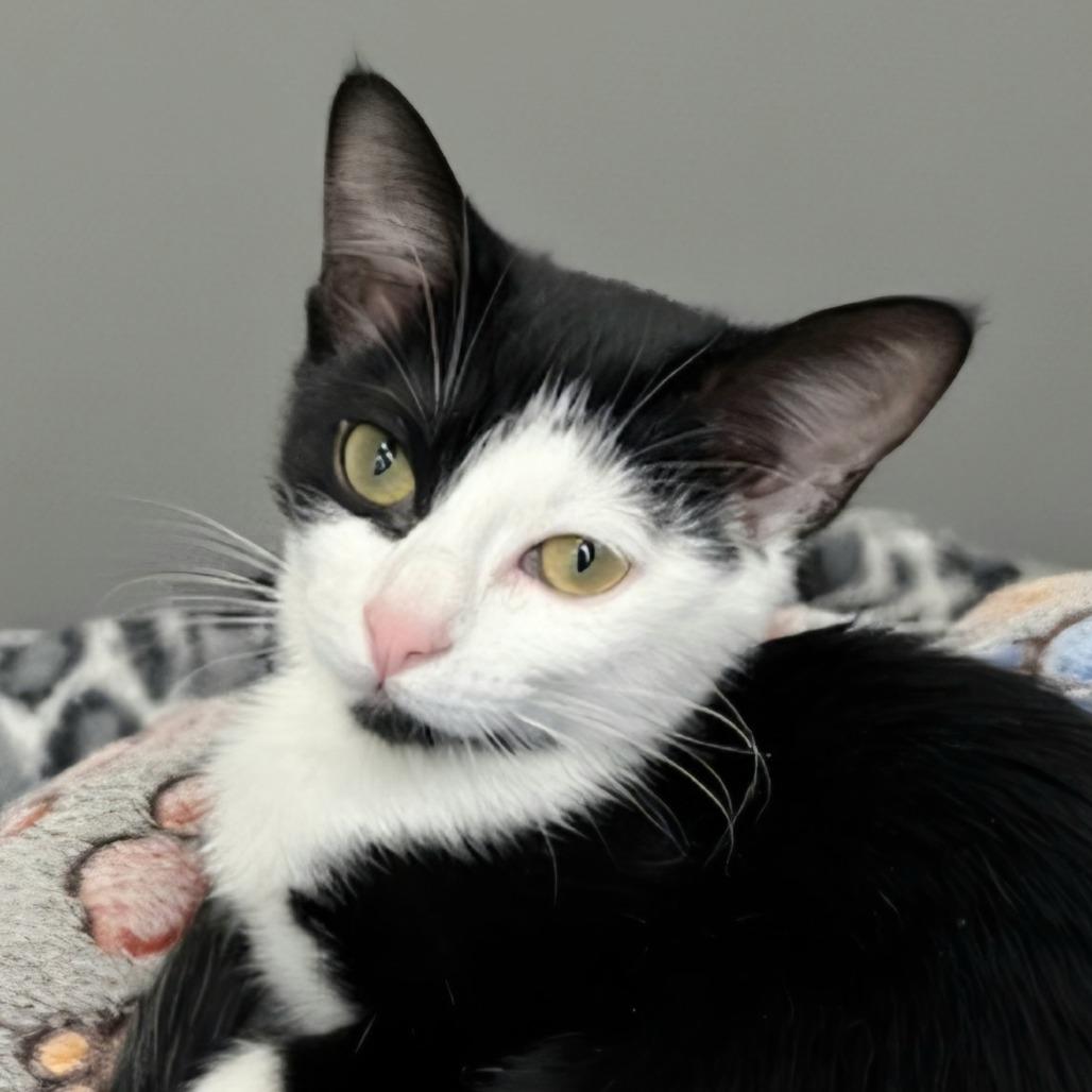 Spectra — thumbnail 2