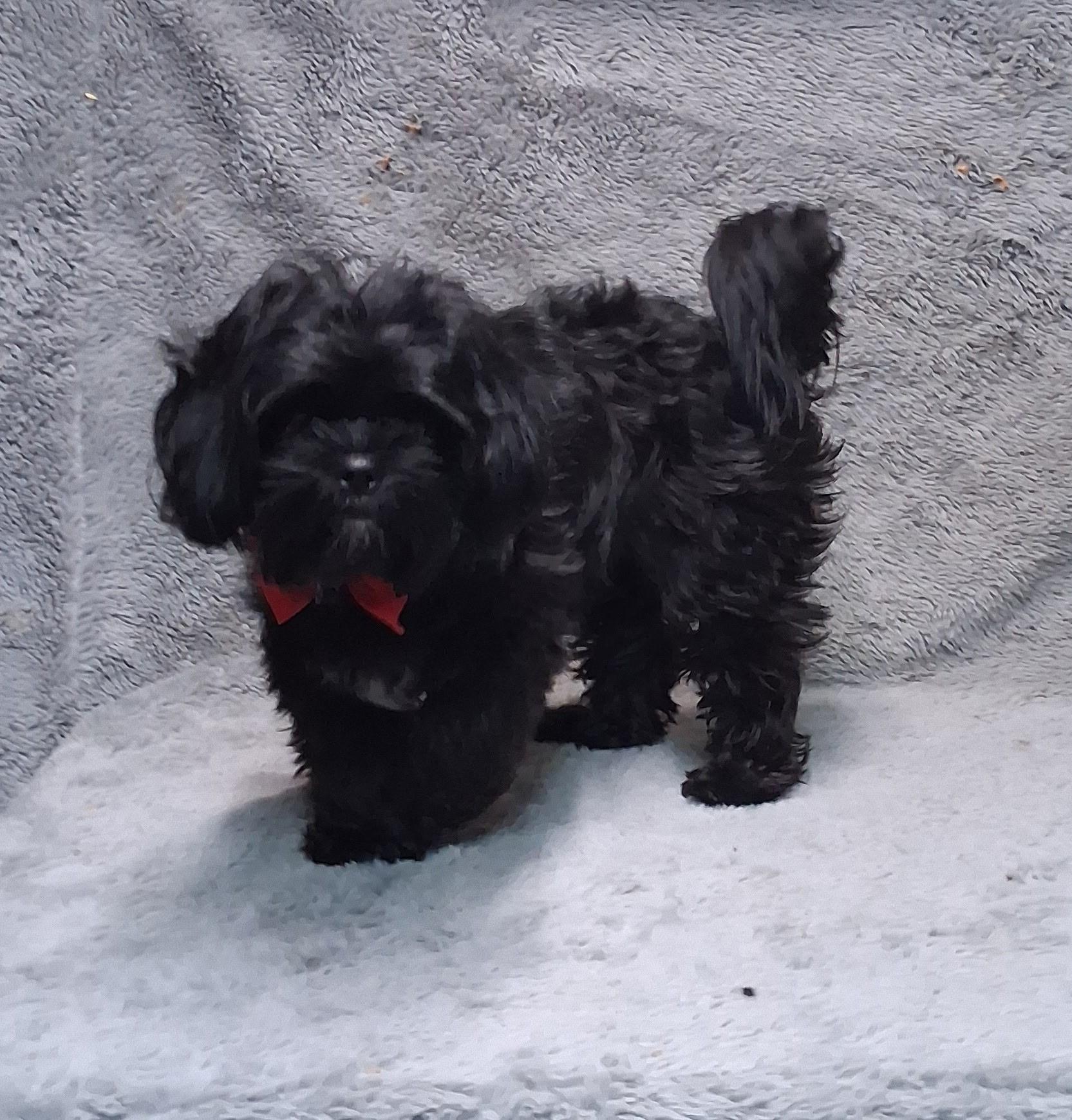 Enlarge Sassy , an adopted mixed breed in Medfield, MA image 2/3